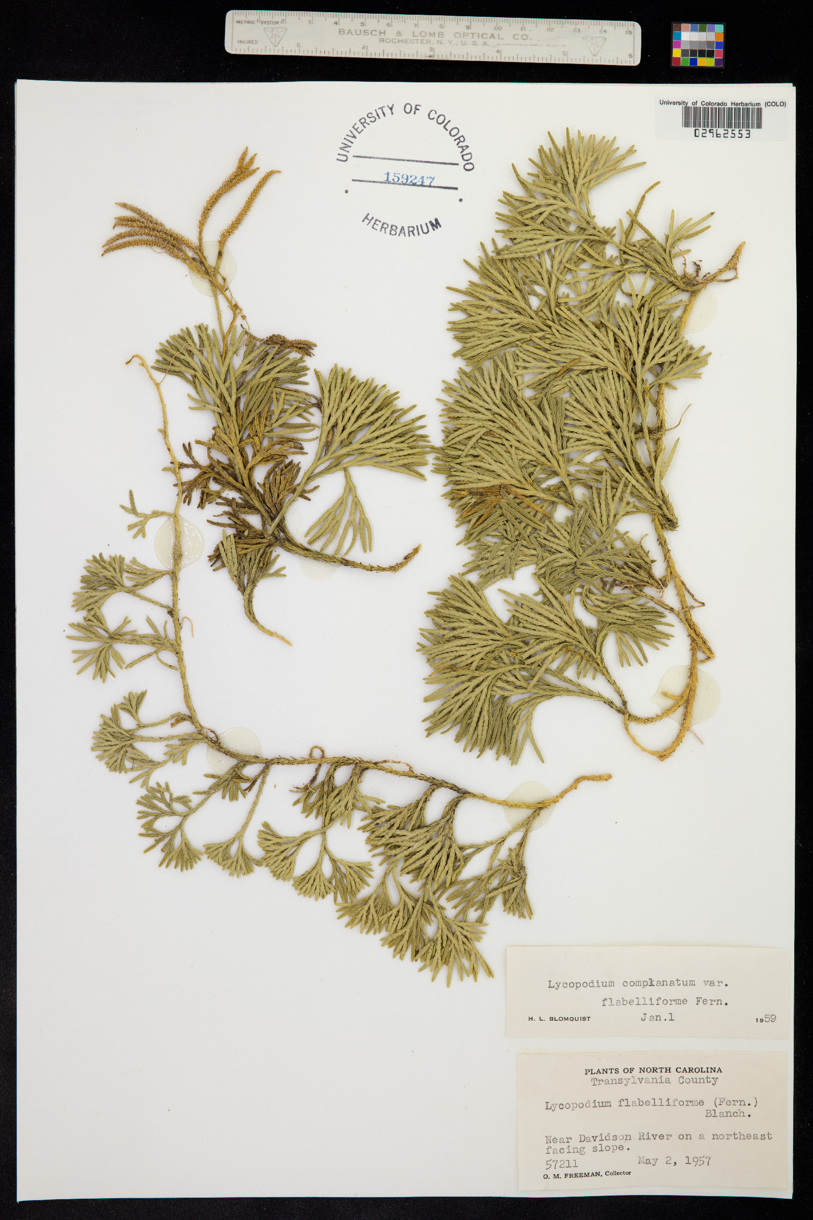 Lycopodium complanatum image