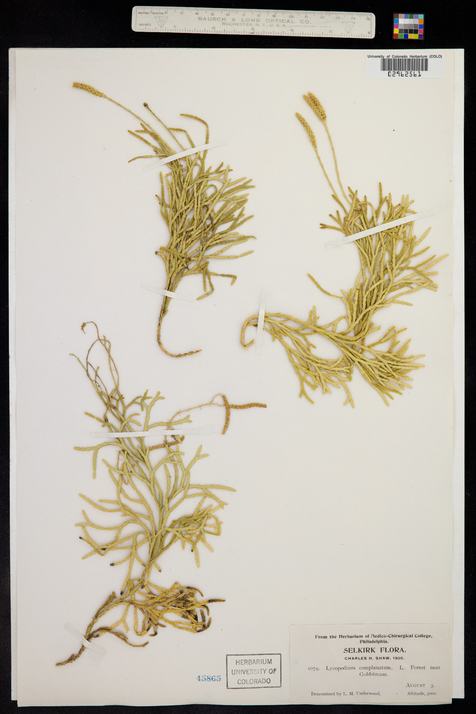 Lycopodium complanatum image