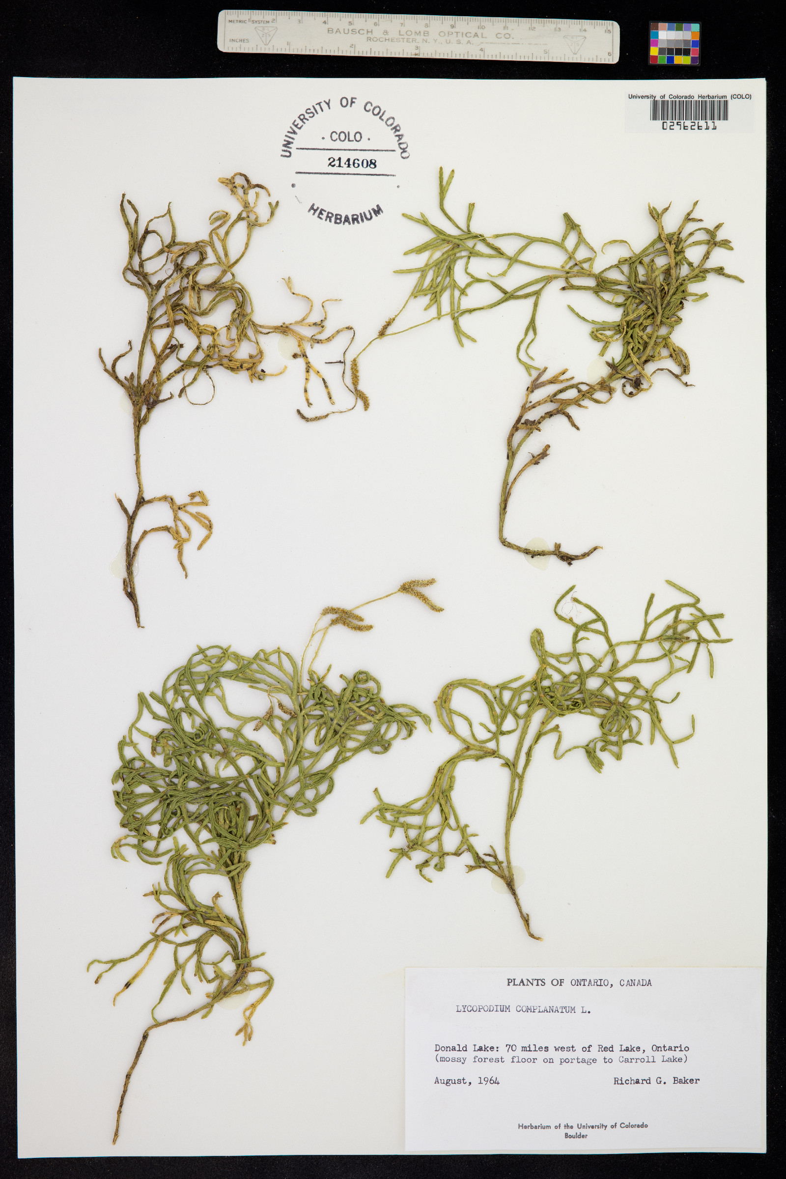 Lycopodium complanatum image