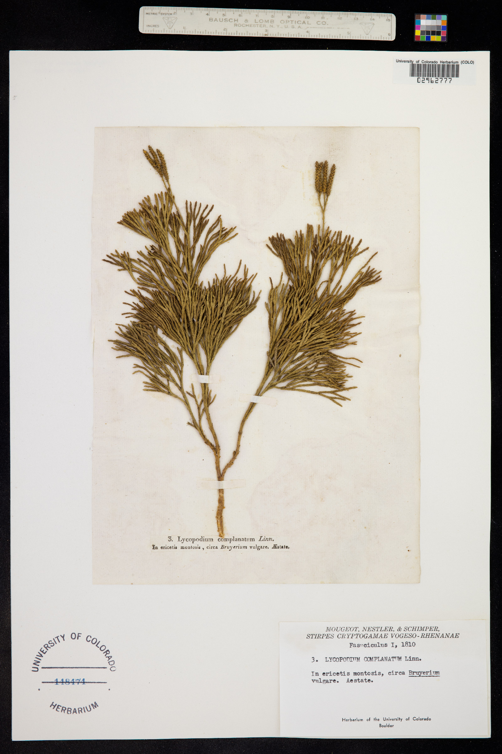Lycopodium complanatum image