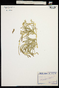 Lycopodium complanatum image