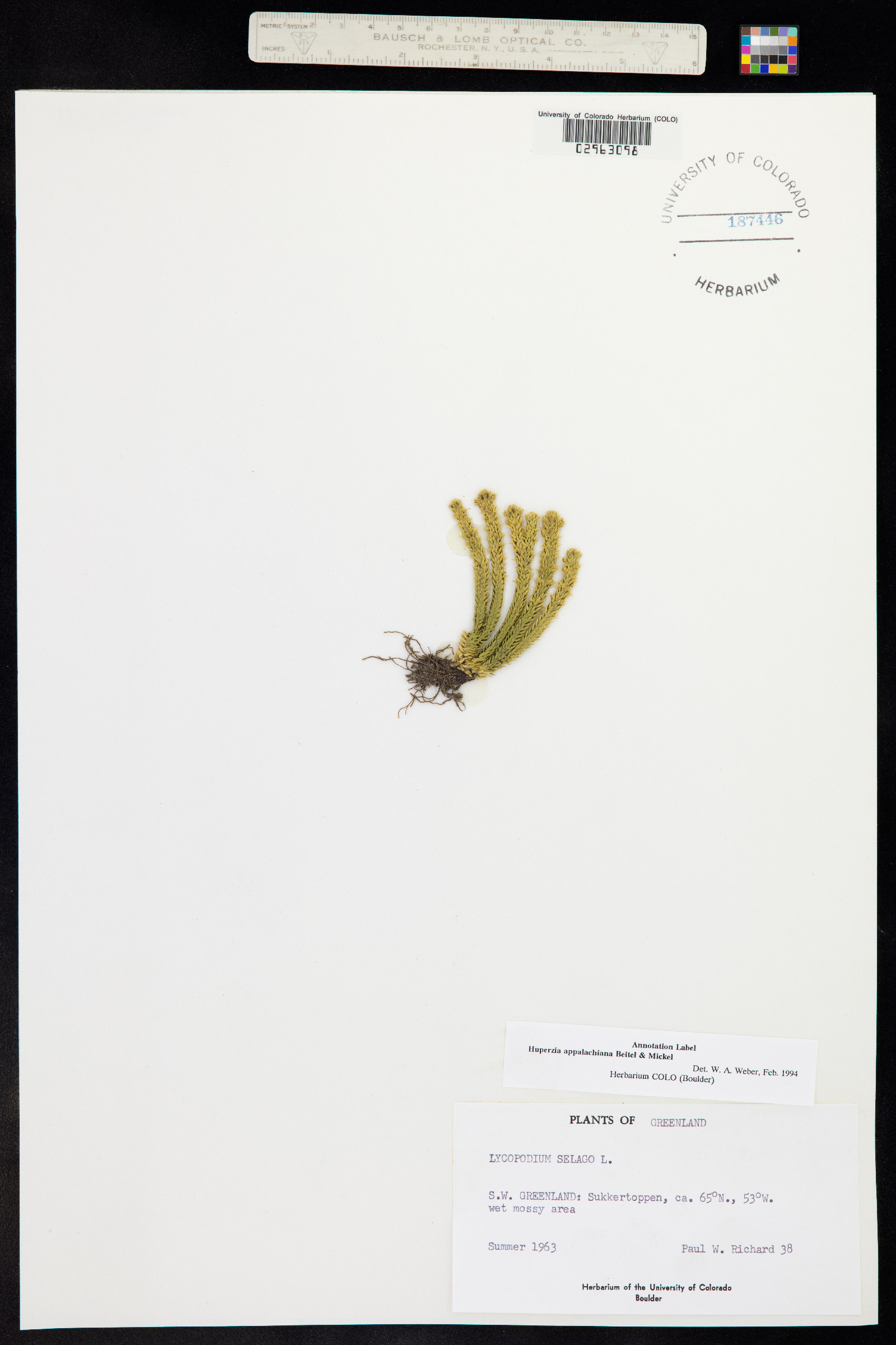Huperzia appalachiana image