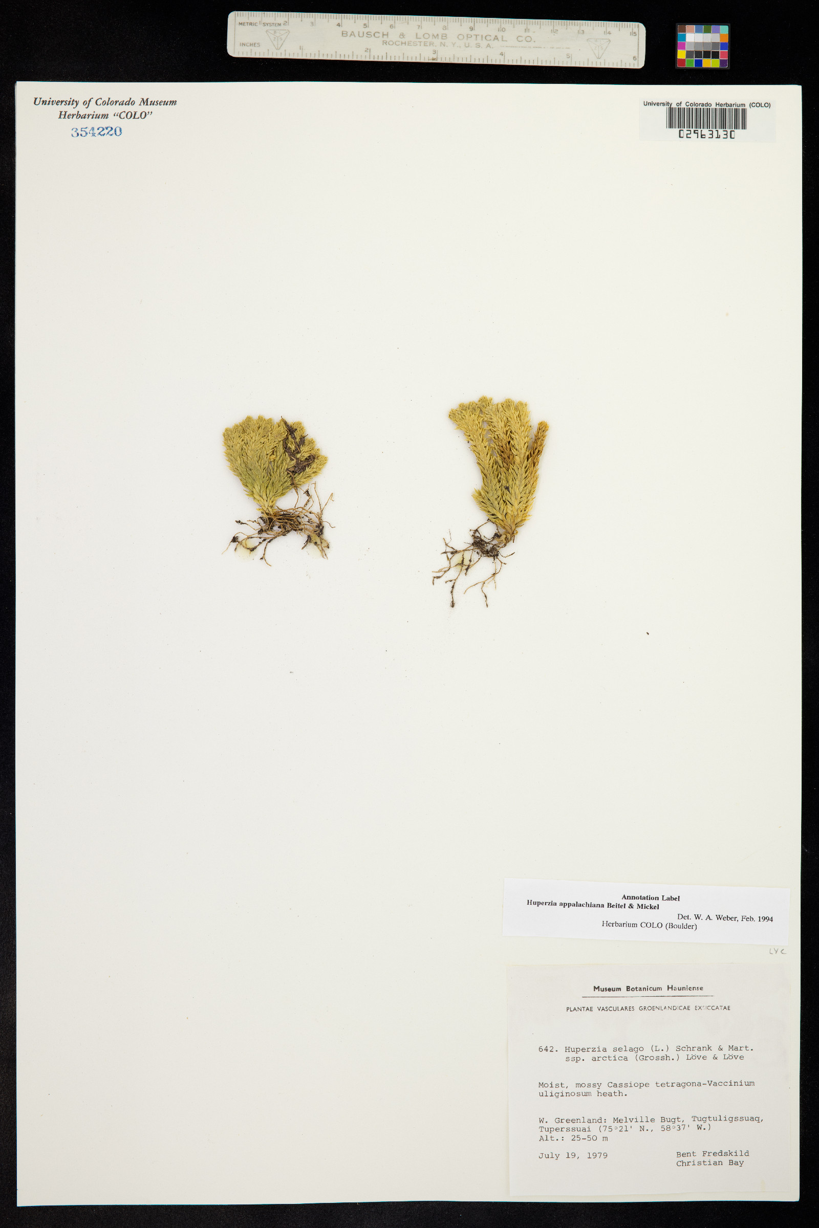 Huperzia image