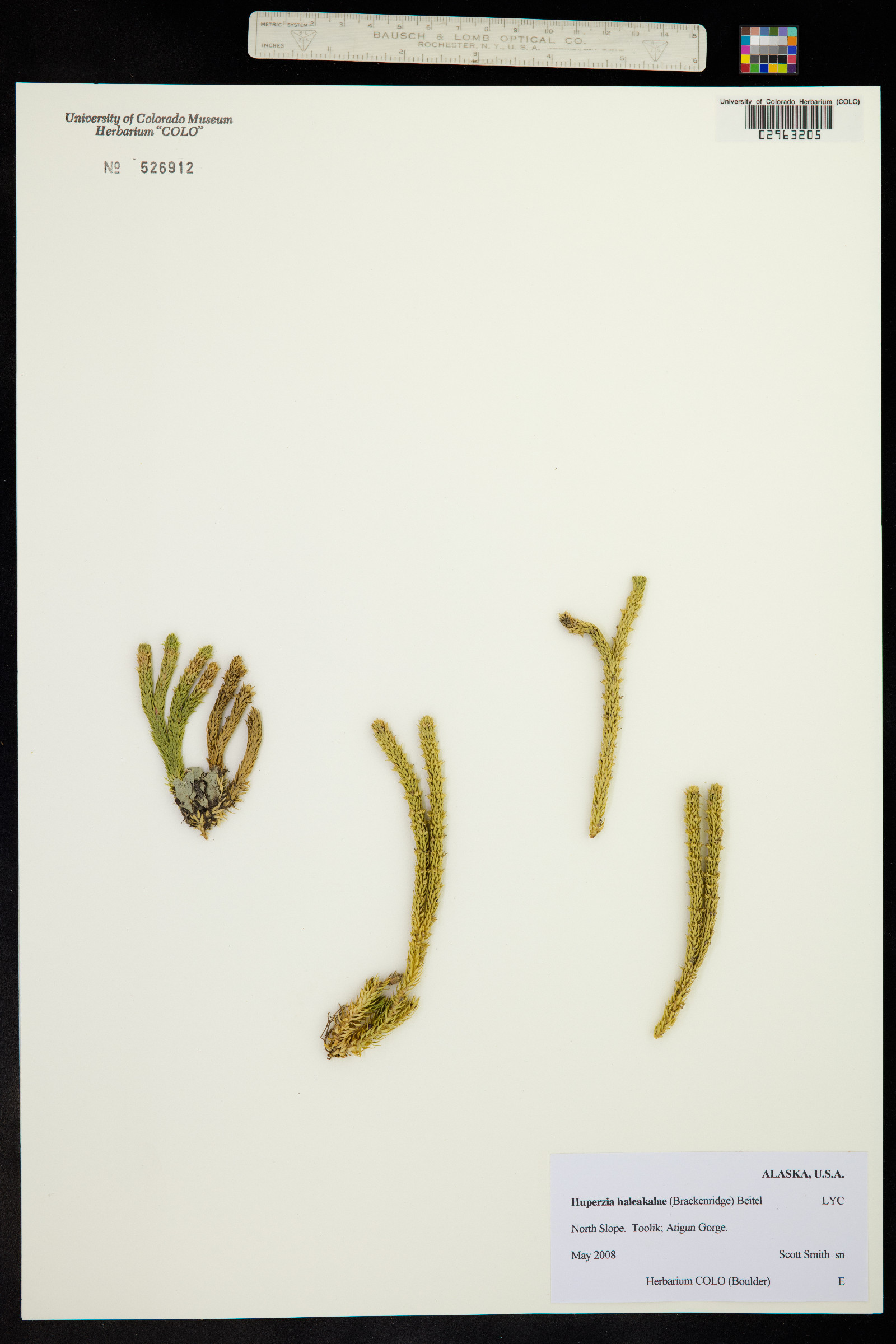 Huperzia haleakalae image