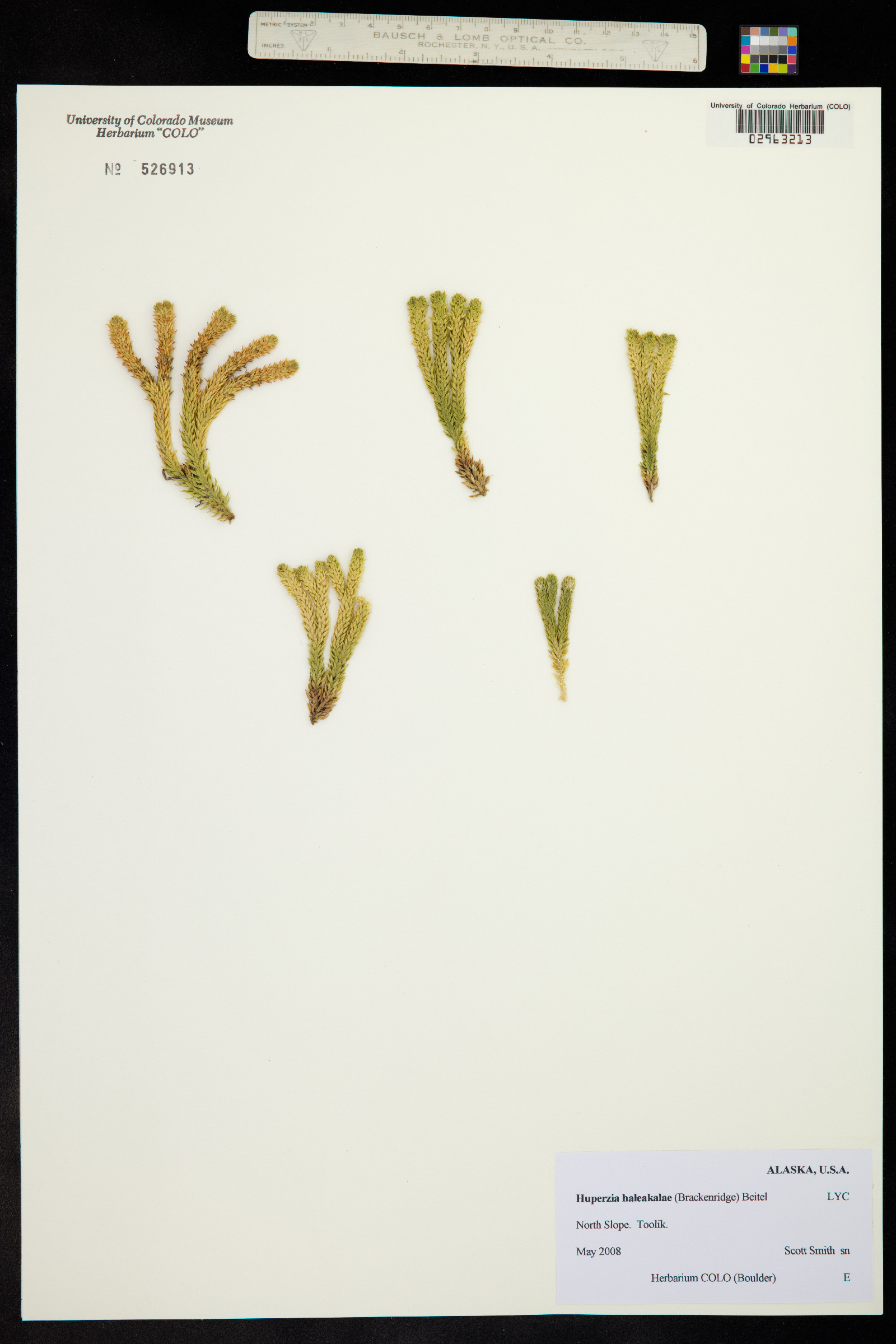 Huperzia haleakalae image
