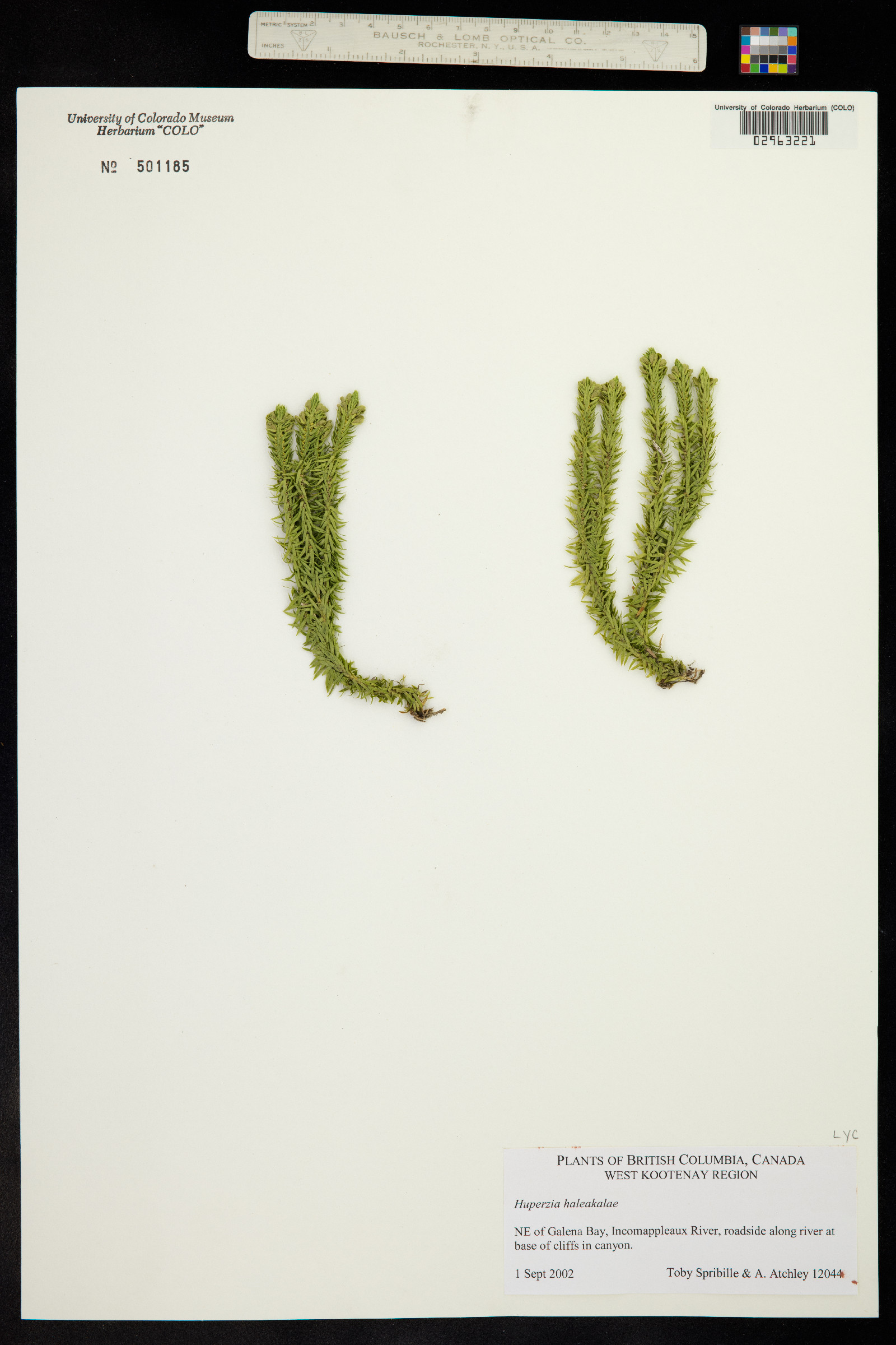 Huperzia haleakalae image