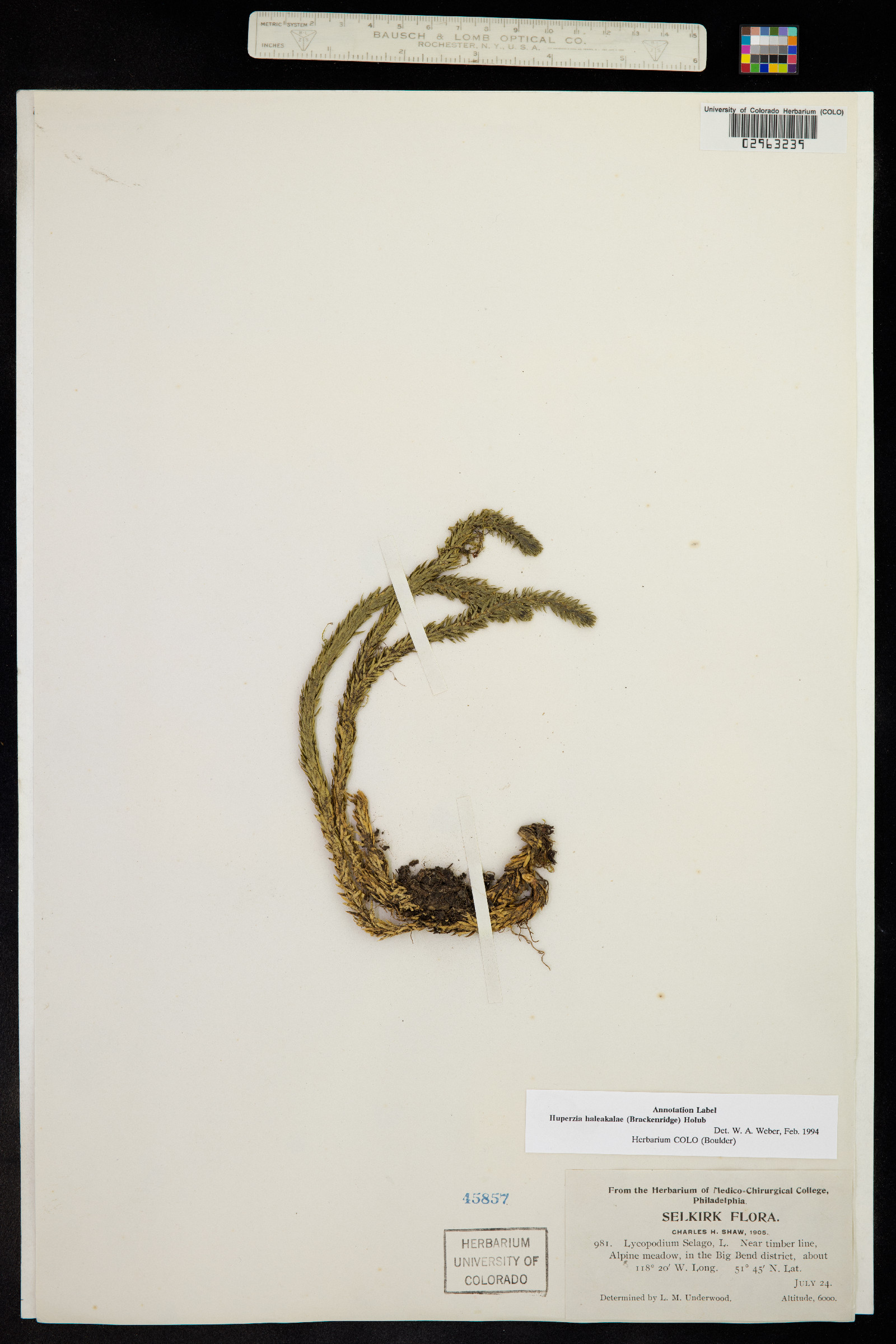 Huperzia haleakalae image