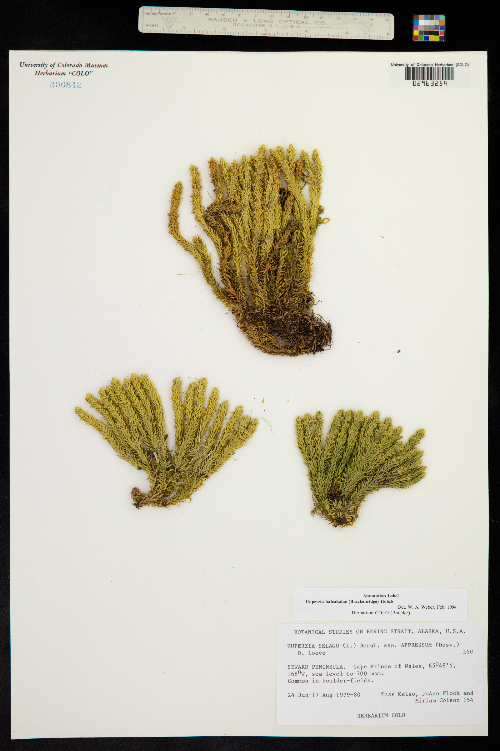 Huperzia haleakalae image