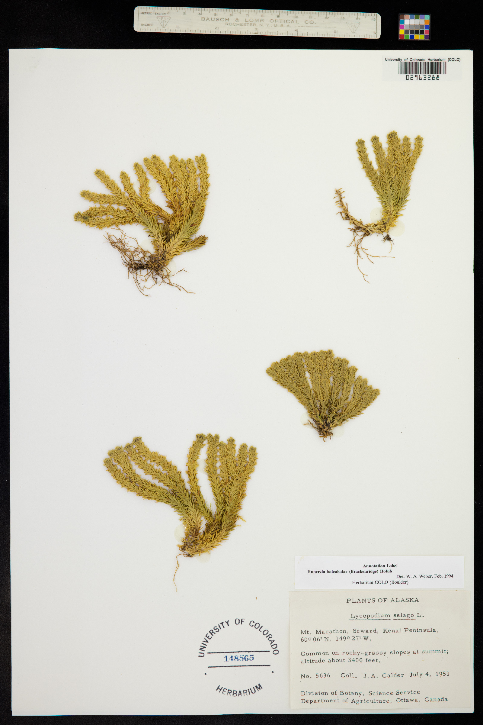 Huperzia haleakalae image