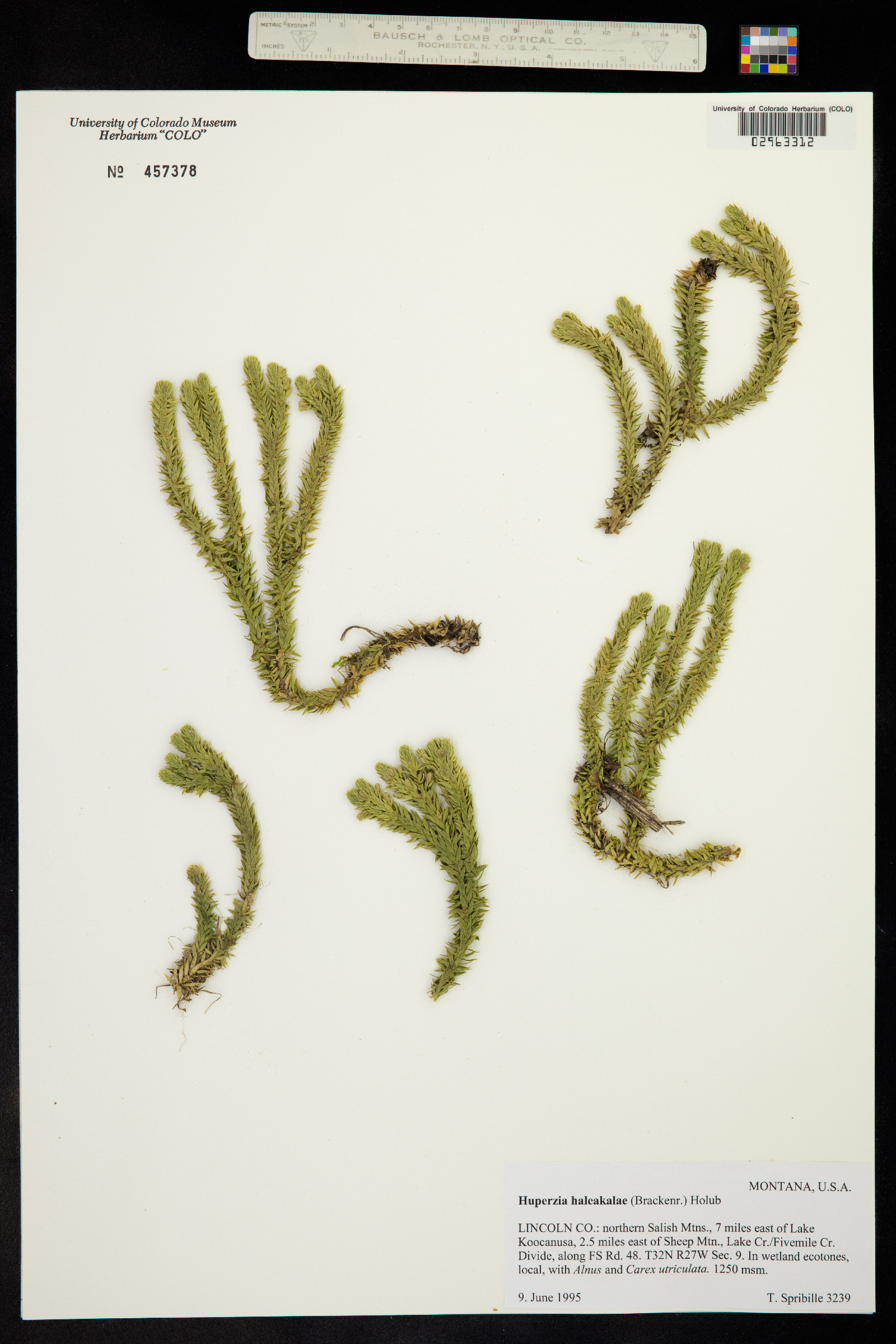 Huperzia haleakalae image