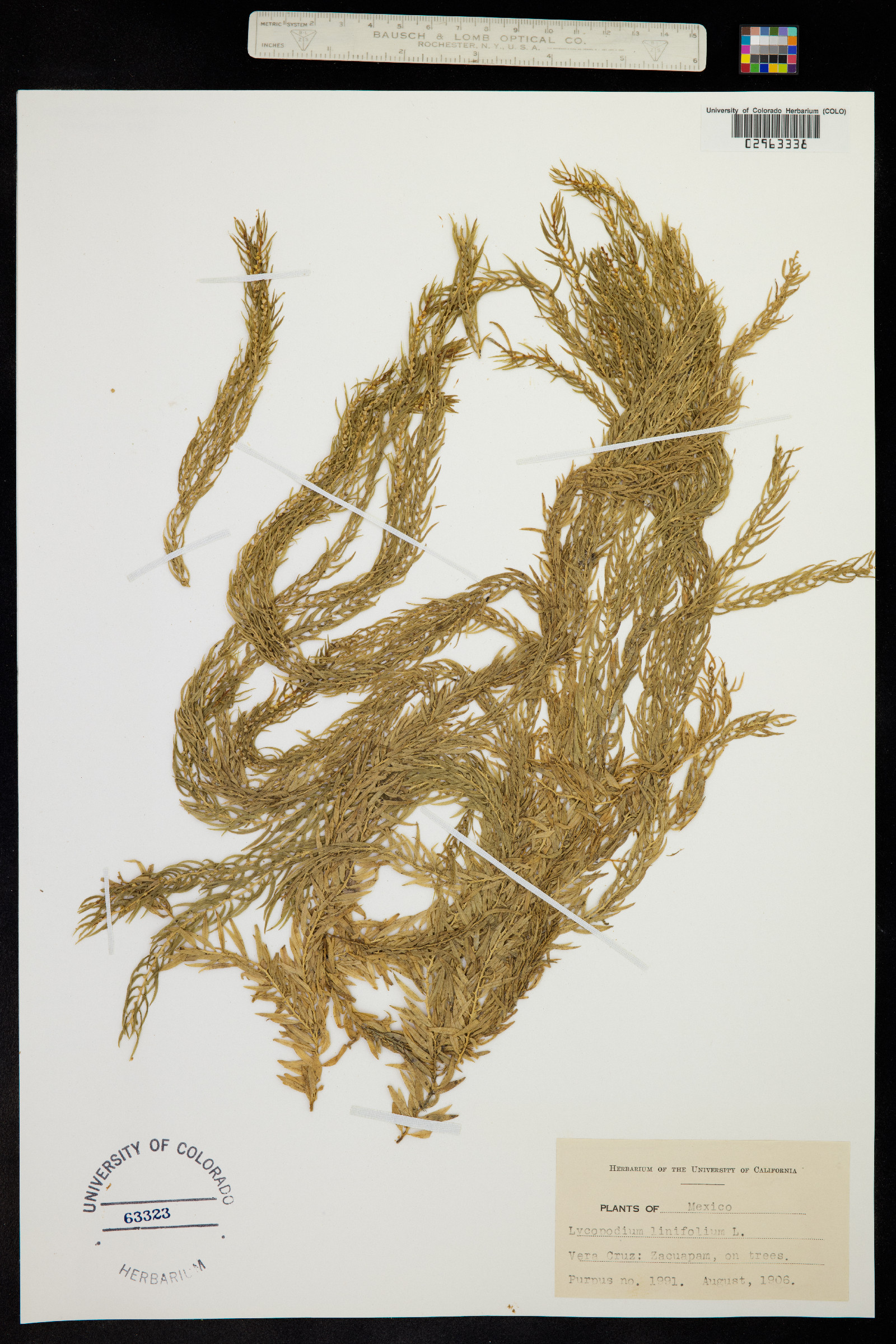 Huperzia linifolia image