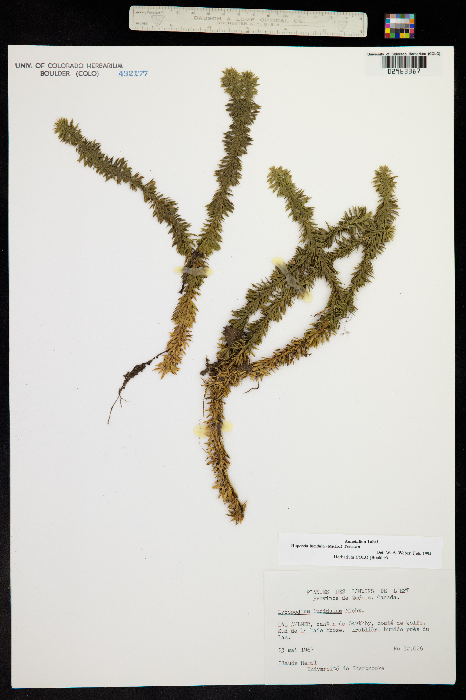 Huperzia lucidula image
