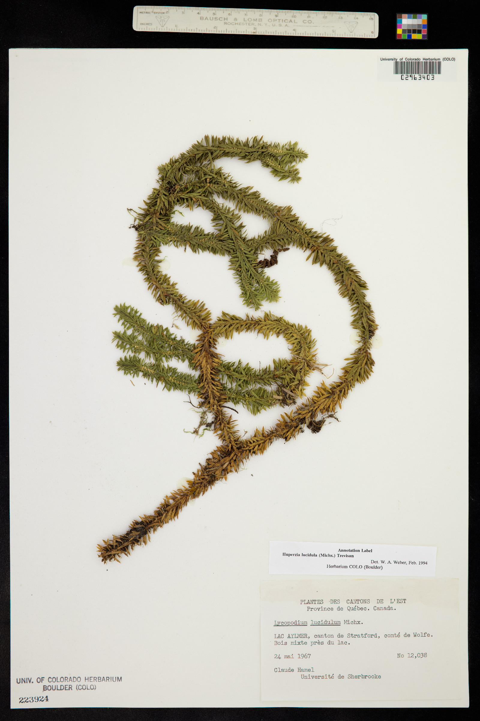 Huperzia lucidula image