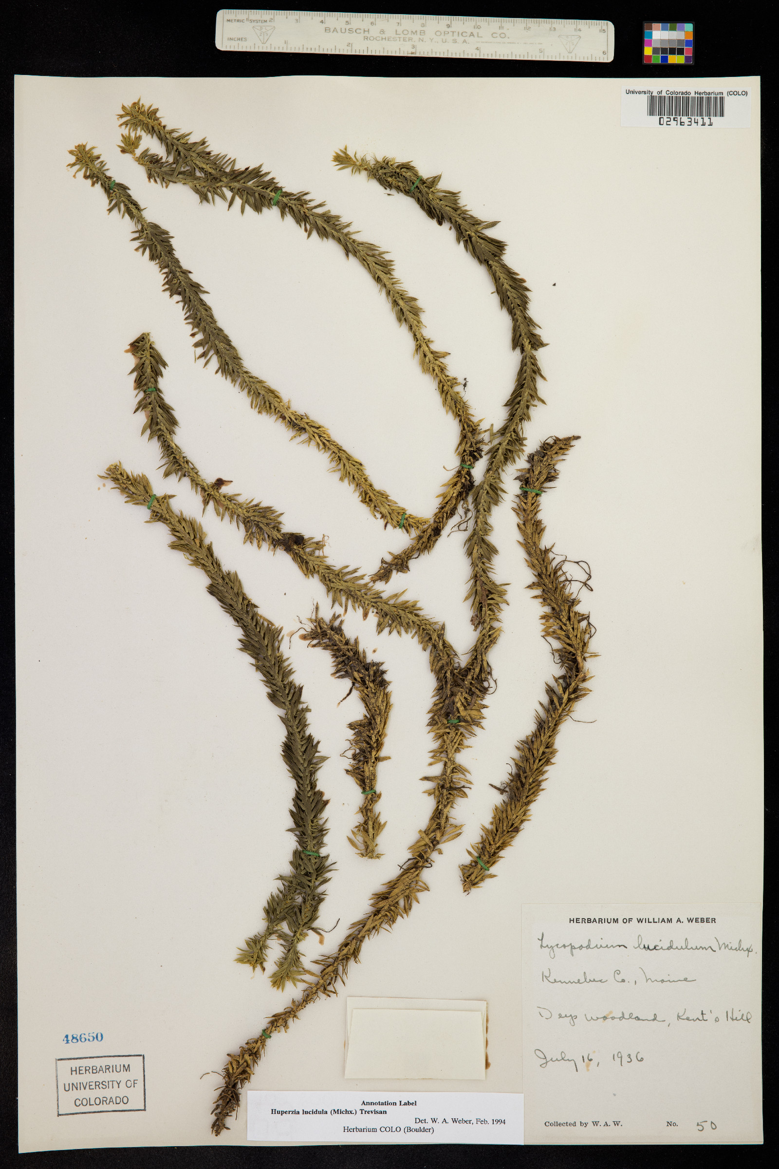 Huperzia lucidula image