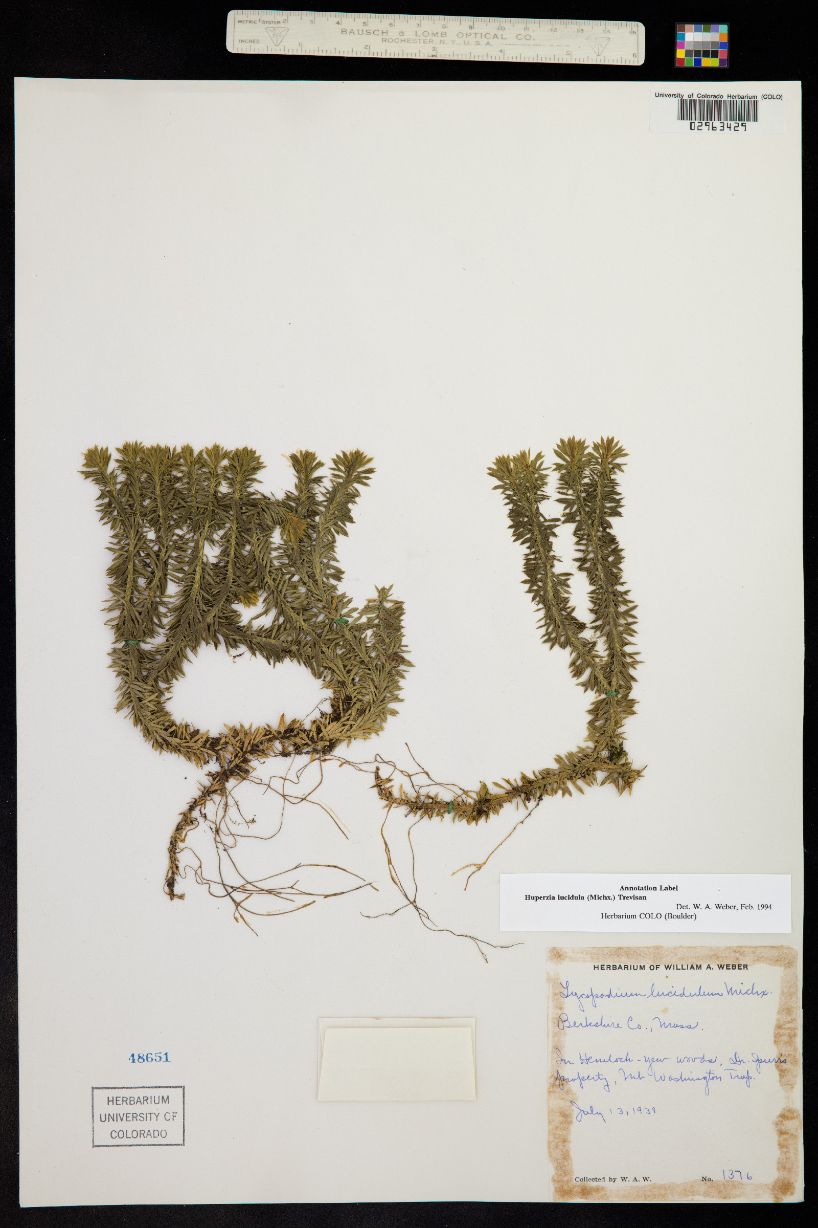 Huperzia lucidula image