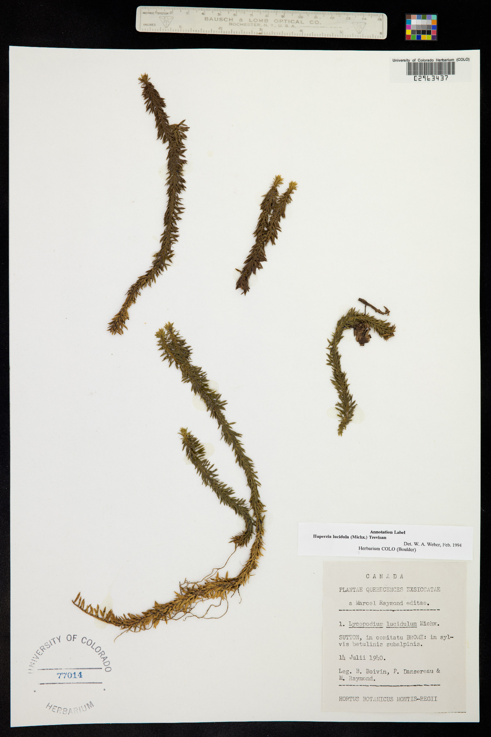 Huperzia lucidula image