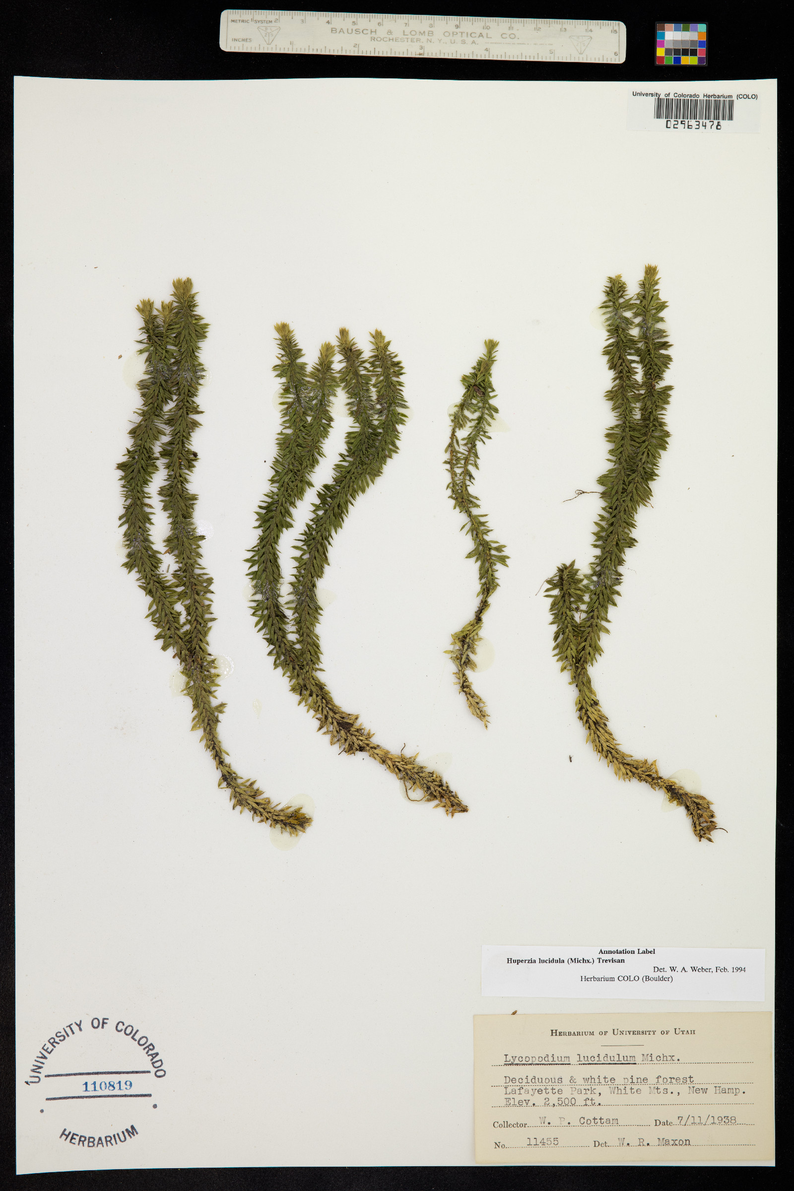 Huperzia lucidula image