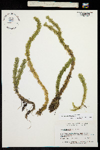 Image of Huperzia lucidula