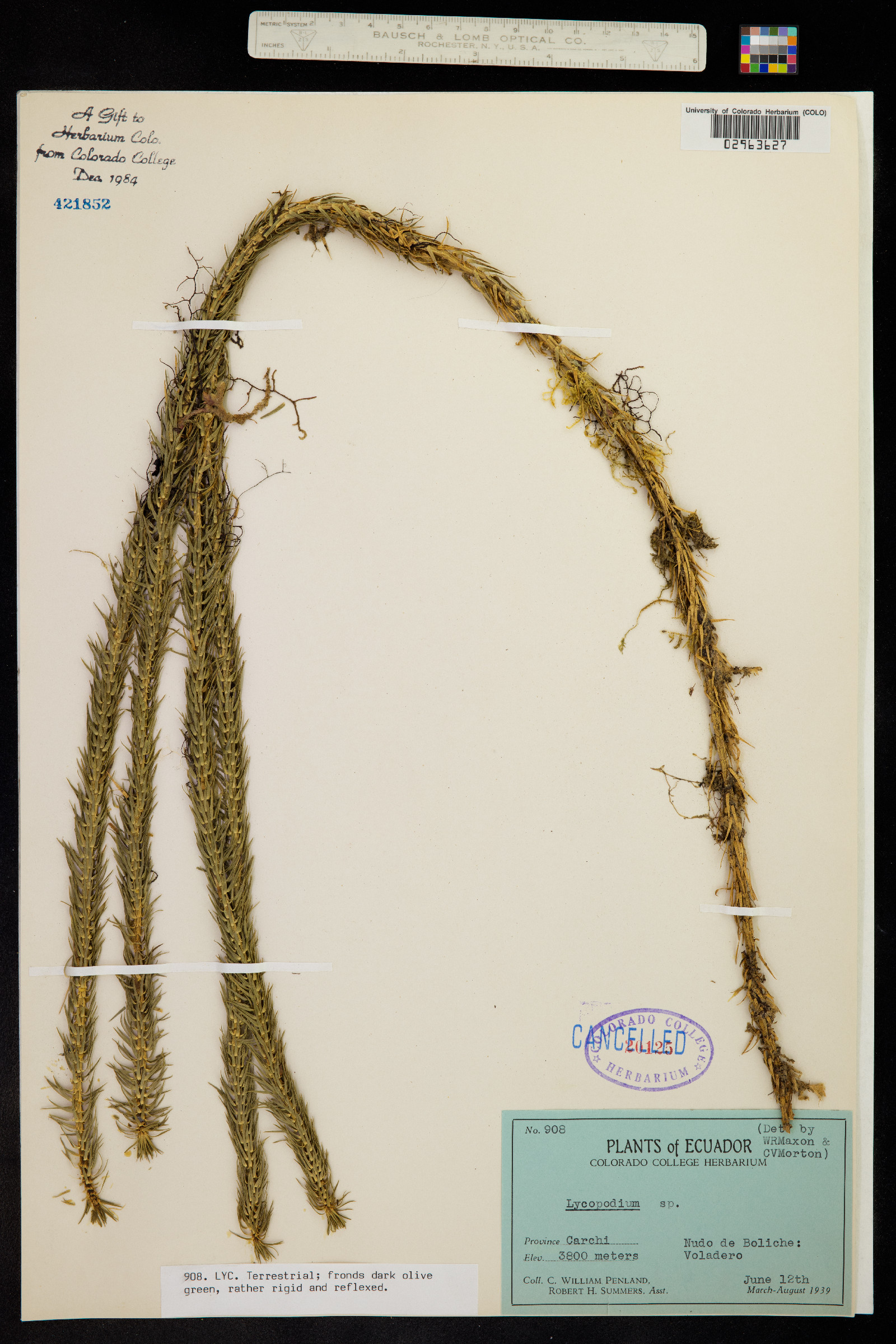 Huperzia reflexa image