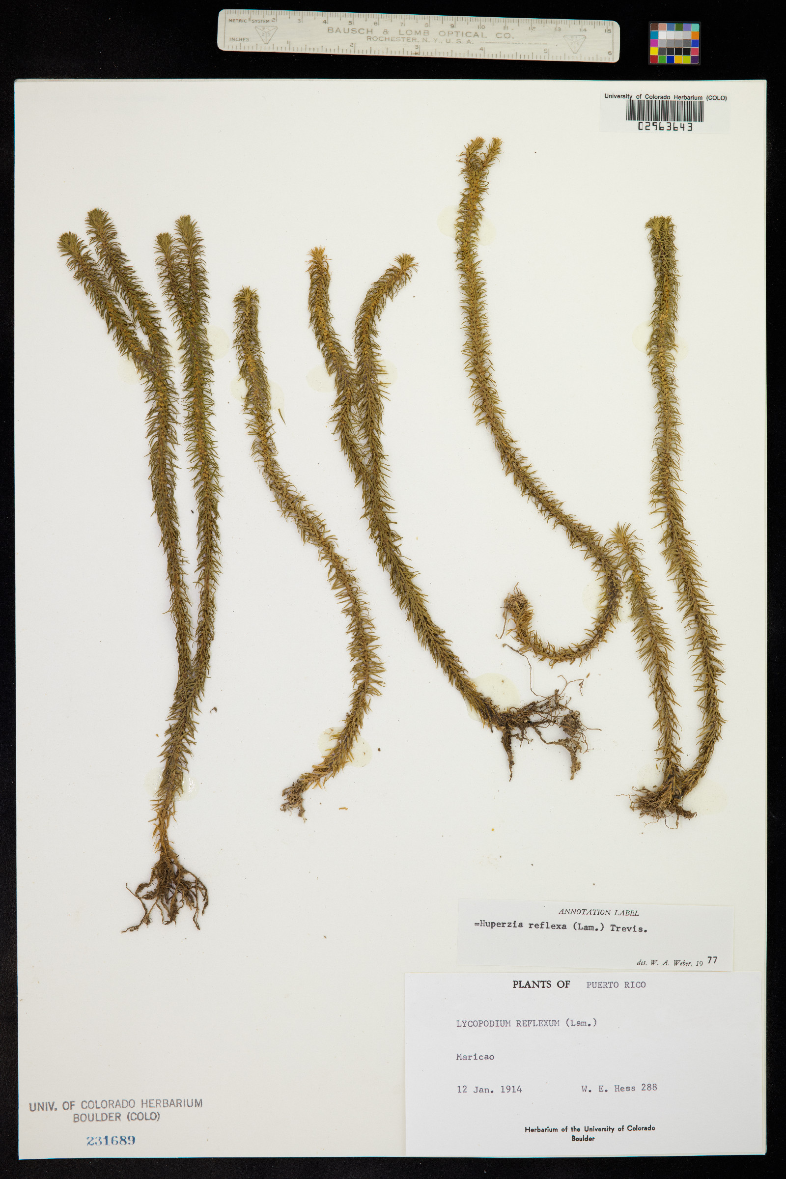 Huperzia reflexa image