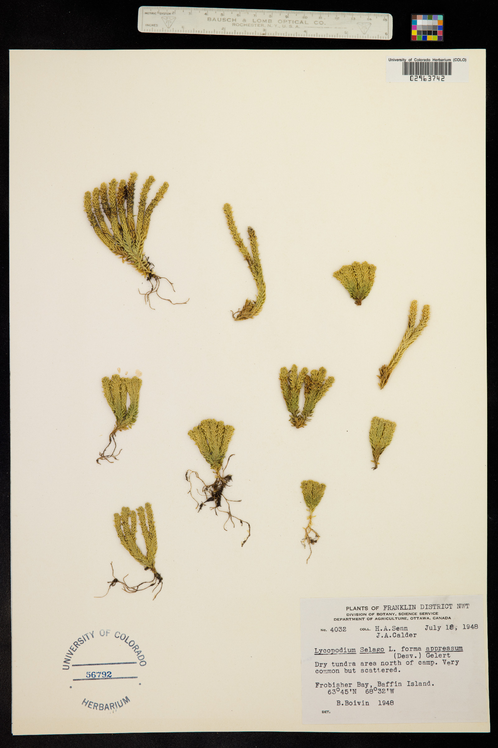 Huperzia selago image