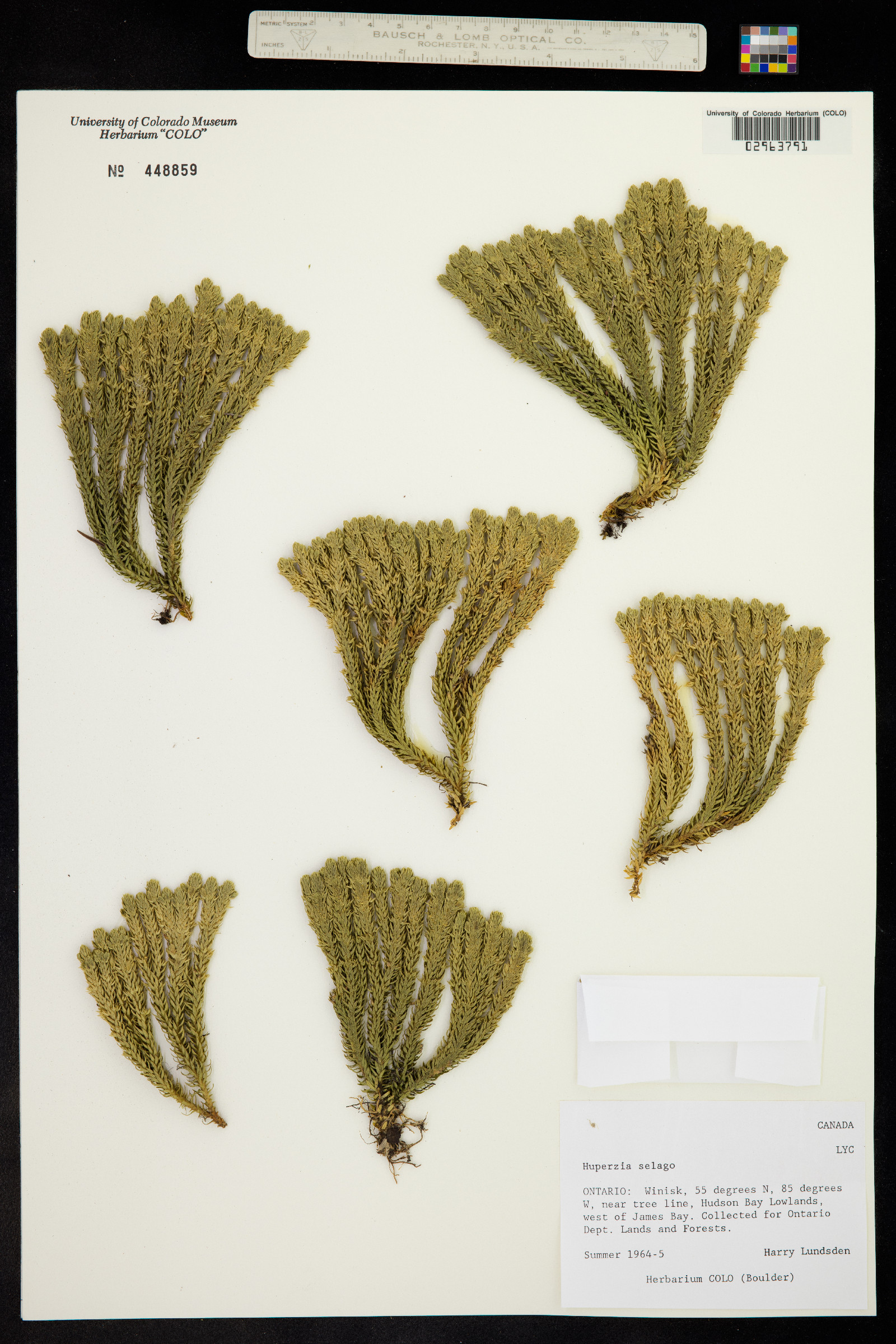 Huperzia selago image