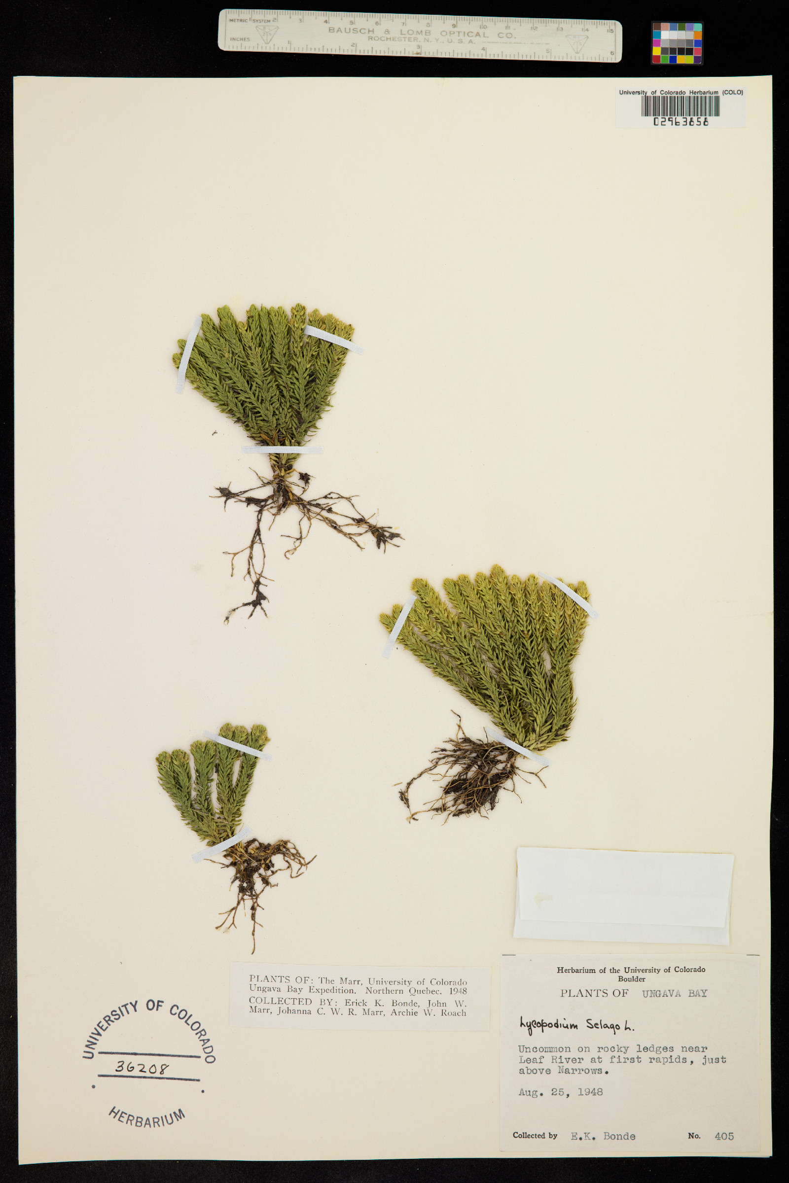 Huperzia selago image