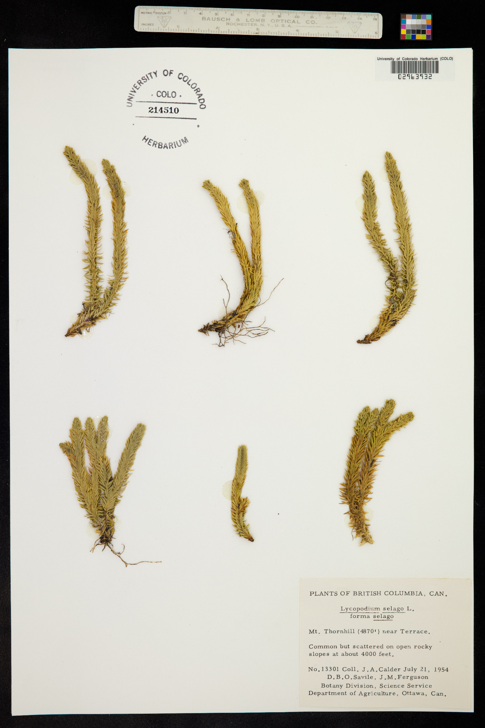 Huperzia selago image