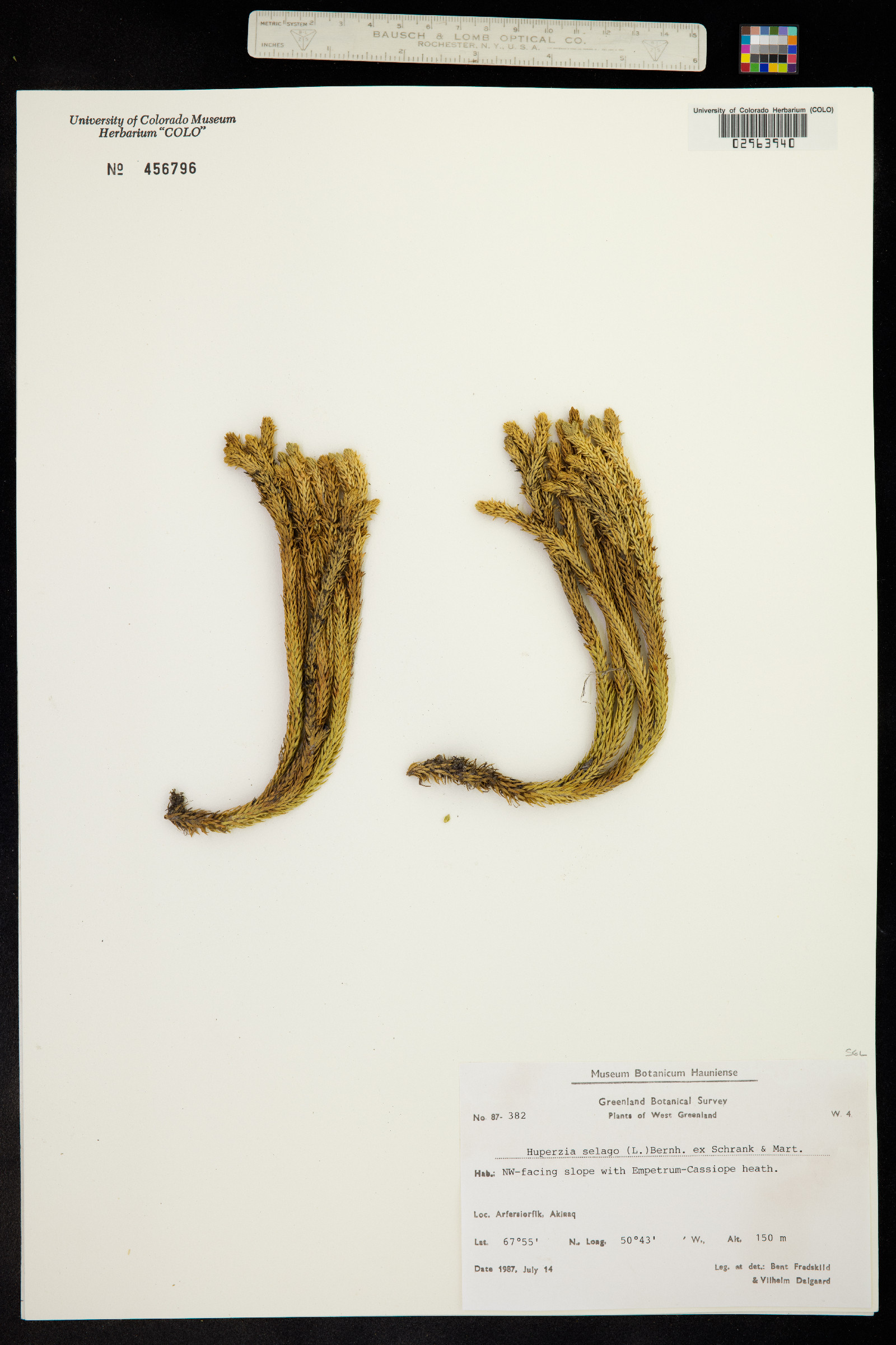 Lycopodiaceae image