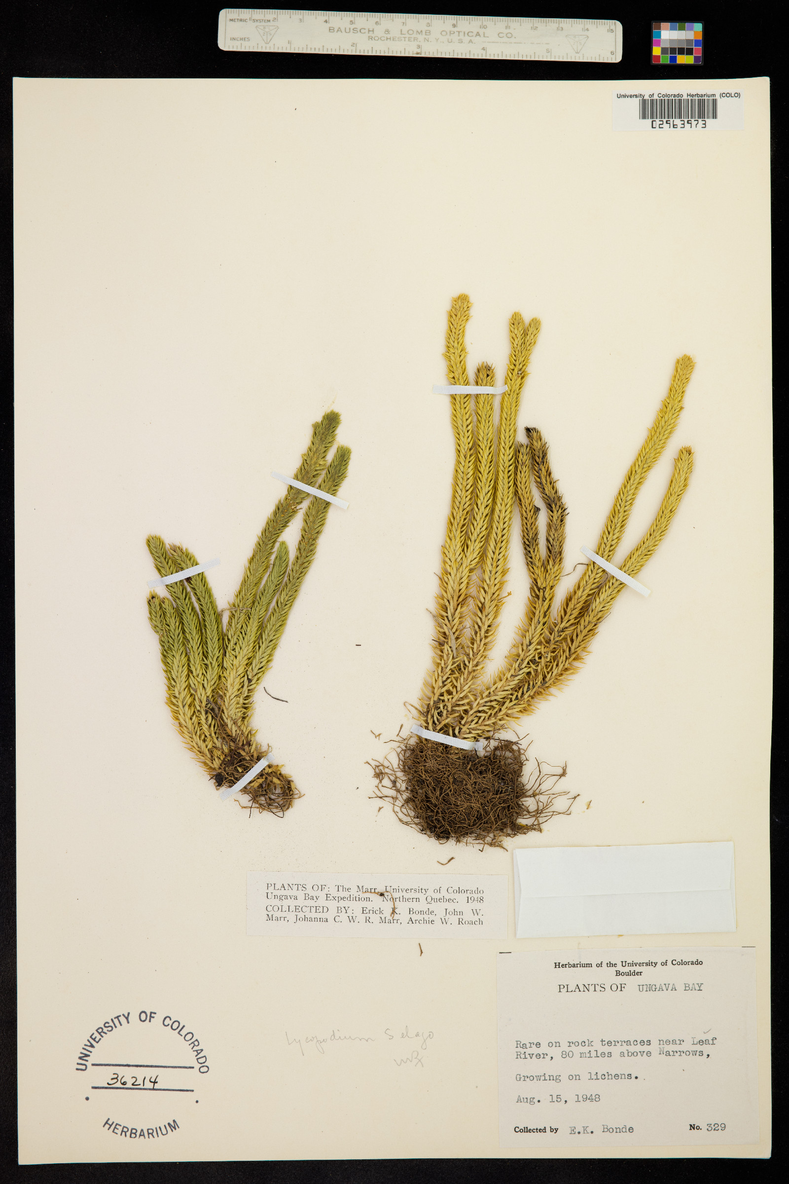 Huperzia selago image