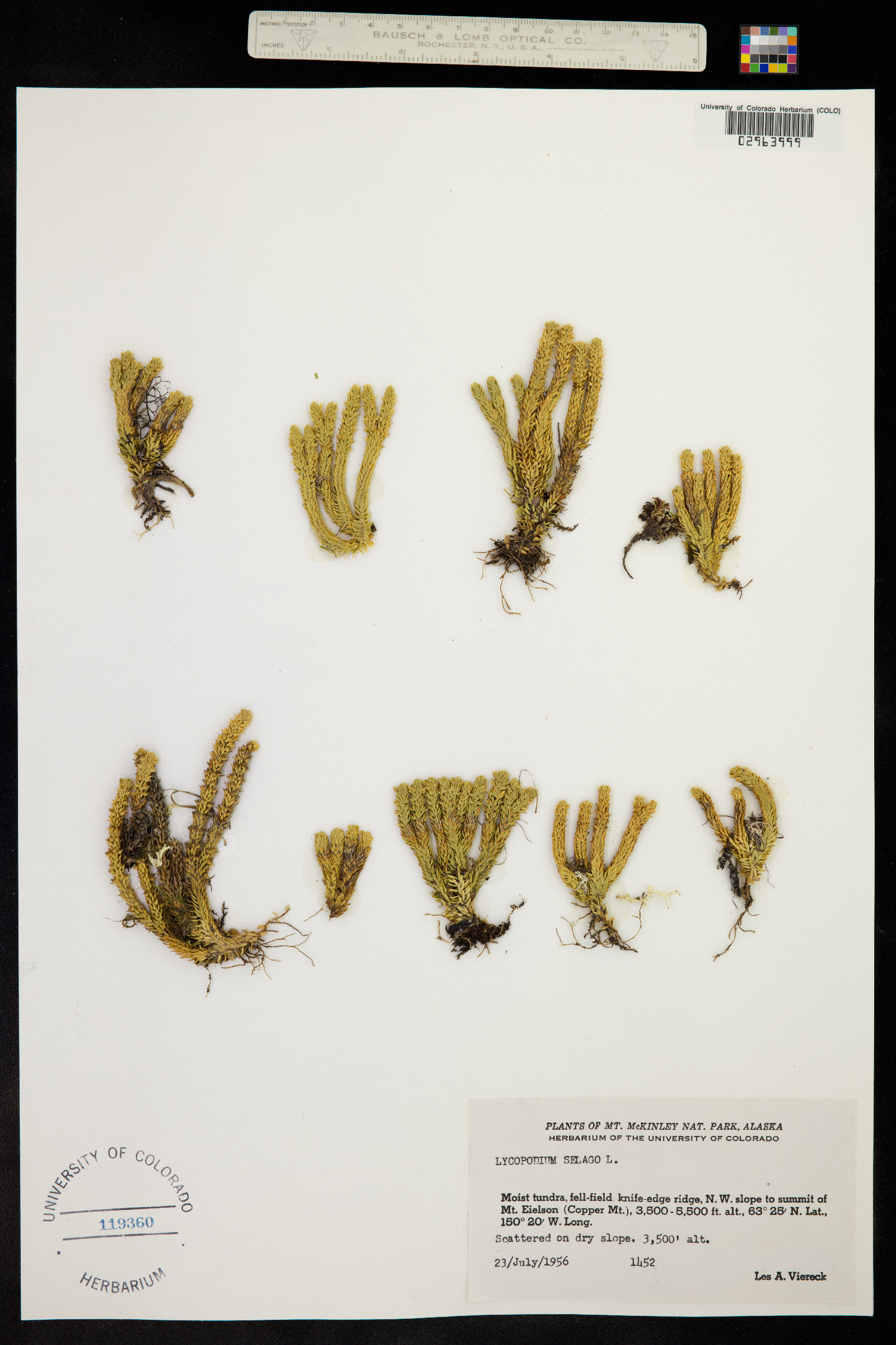 Huperzia selago image