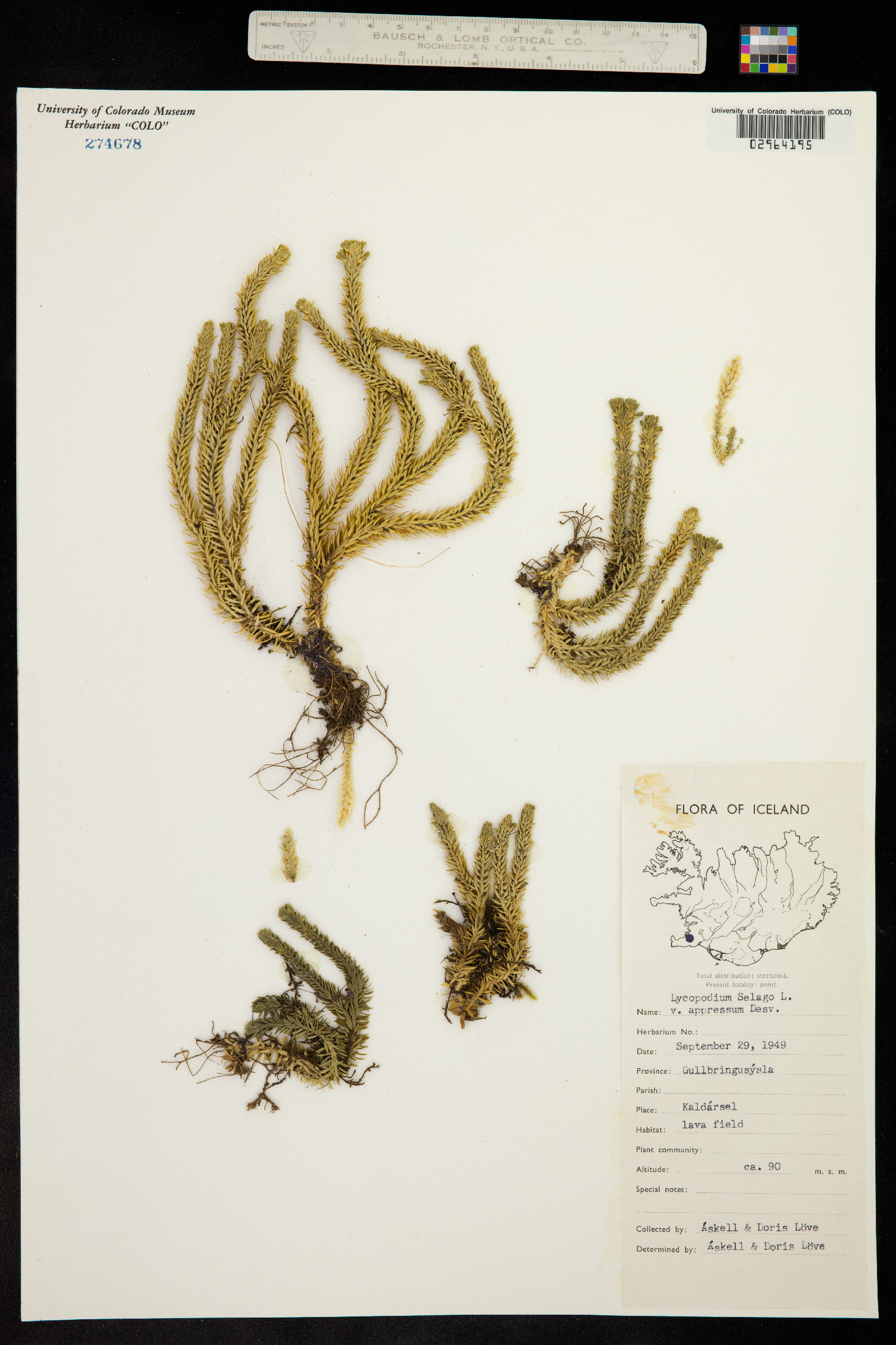 Huperzia selago image