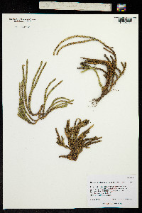 Phlegmariurus tetragonus image