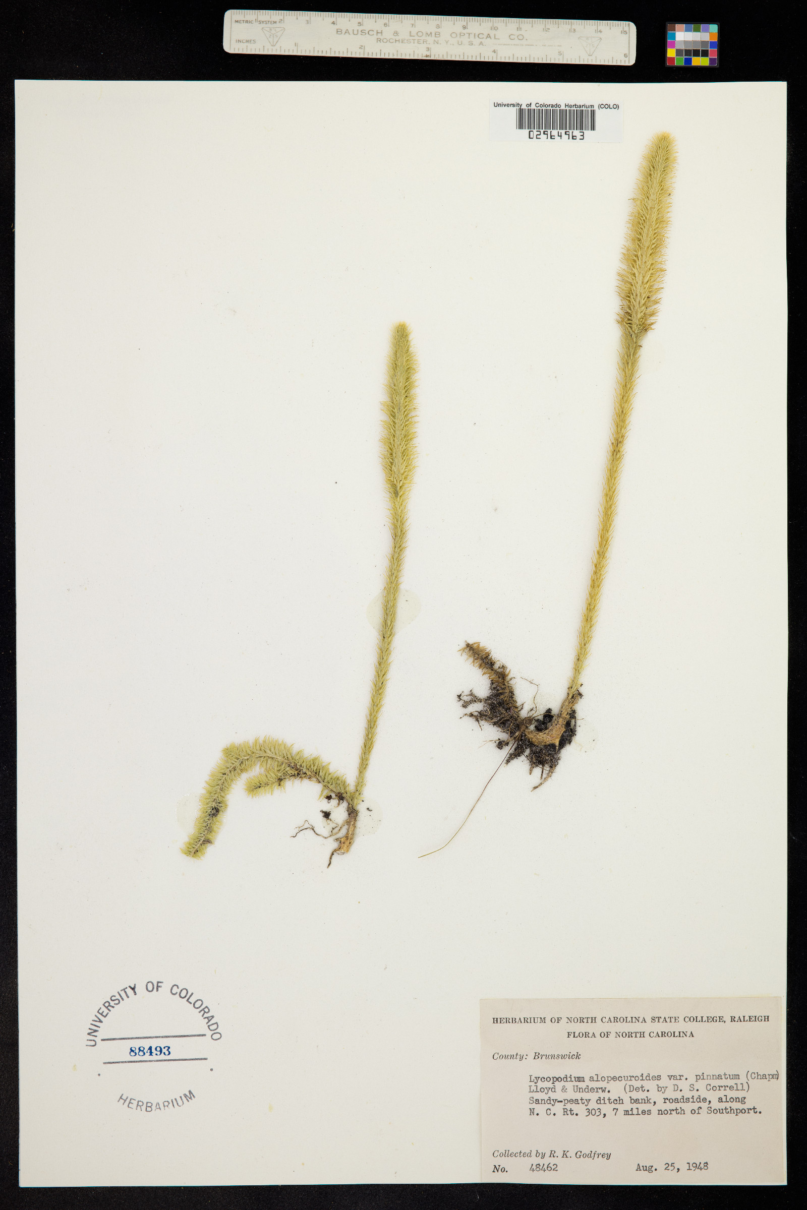 Lycopodiella alopecuroides image