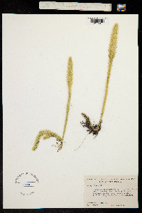 Image of Lycopodium alopecuroides