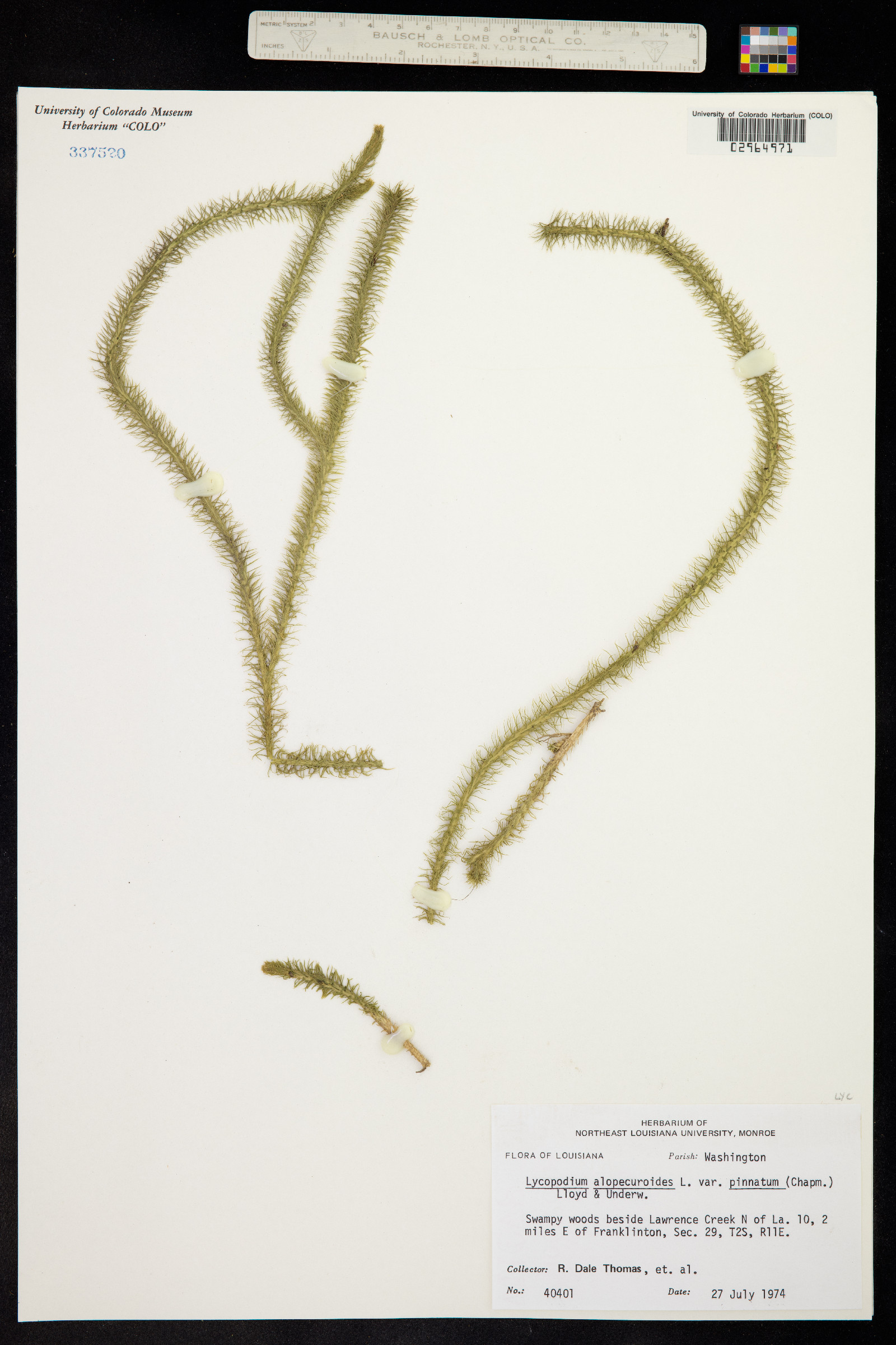 Lycopodiella alopecuroides image