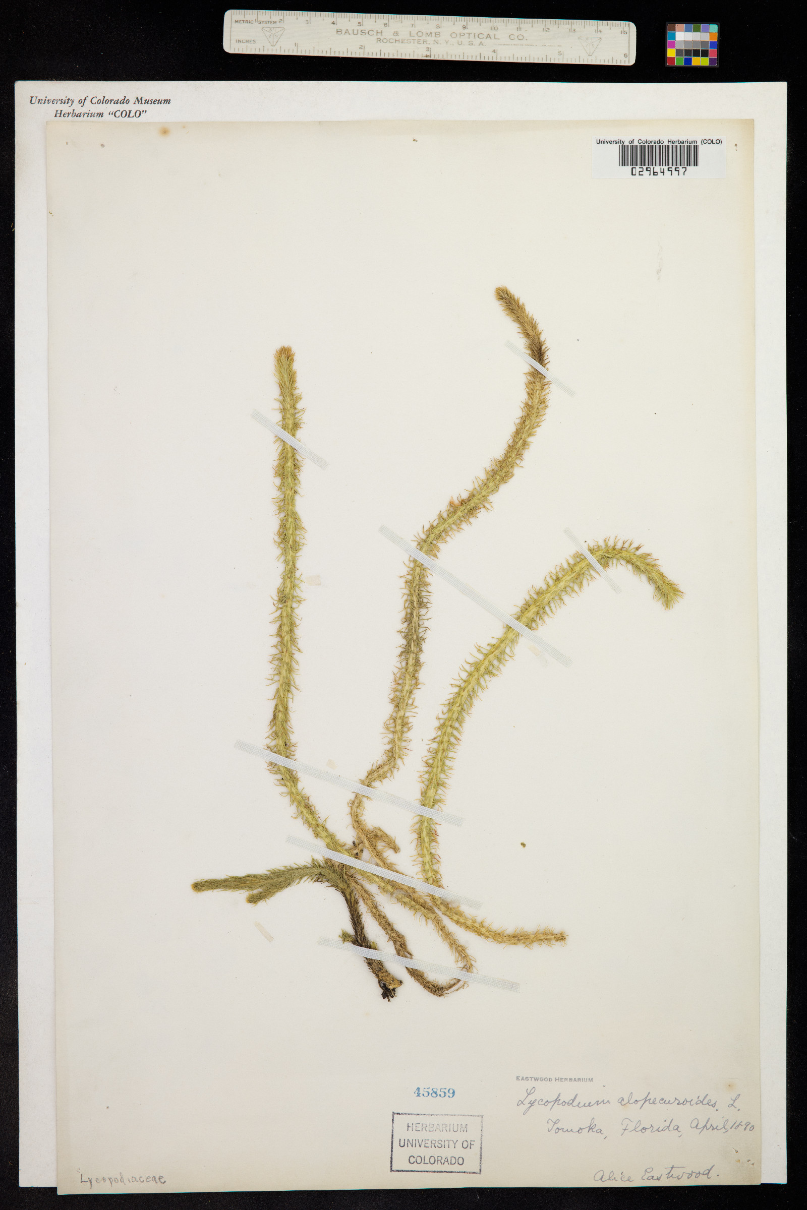 Lycopodiella alopecuroides image