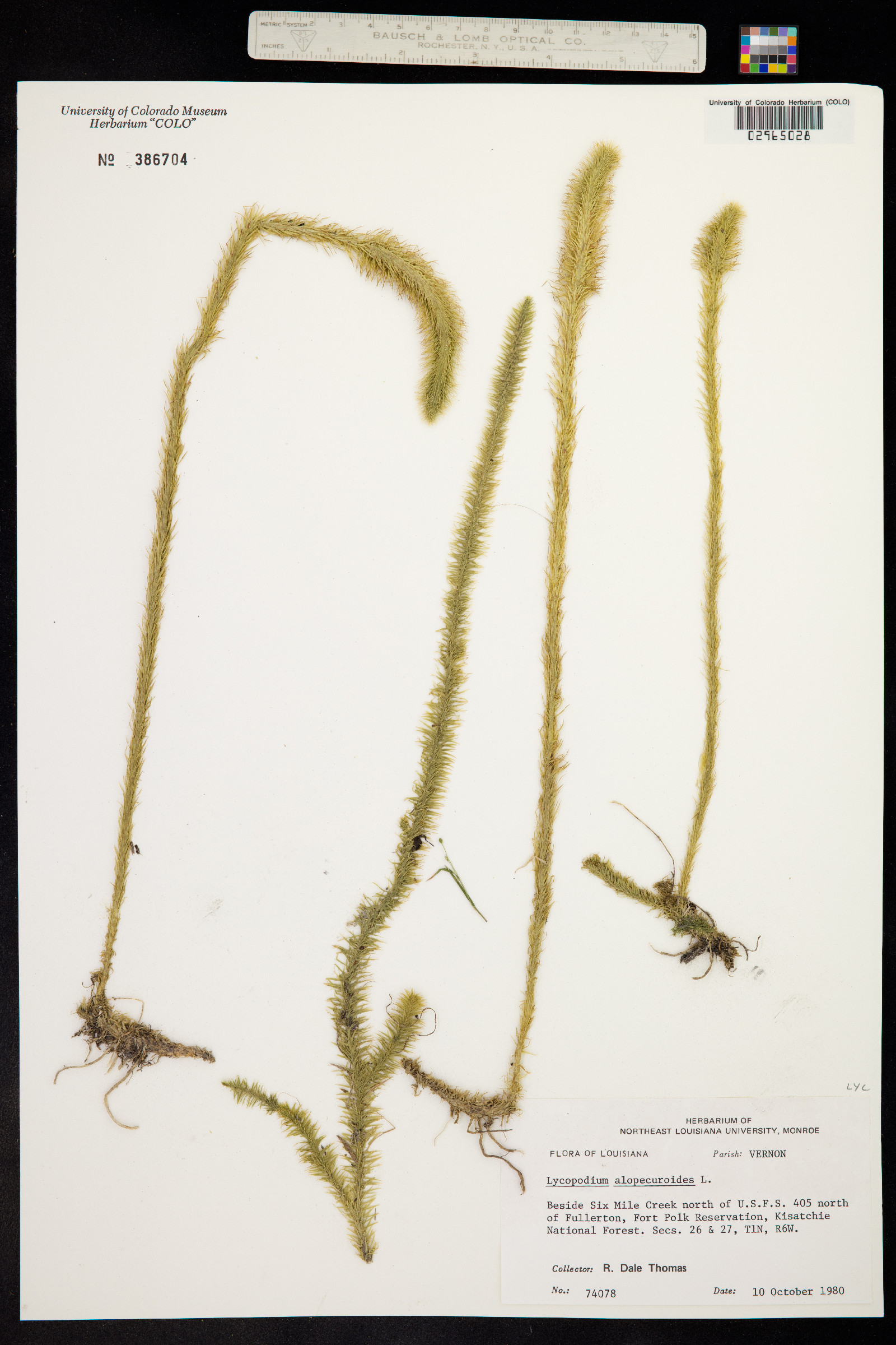 Lycopodiella alopecuroides image