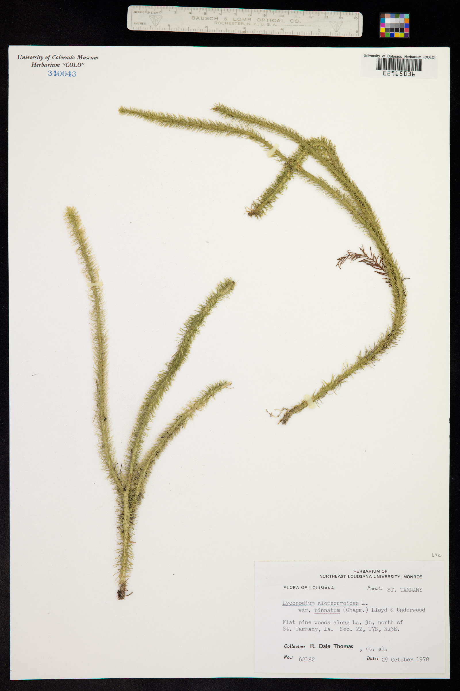 Lycopodiella alopecuroides image