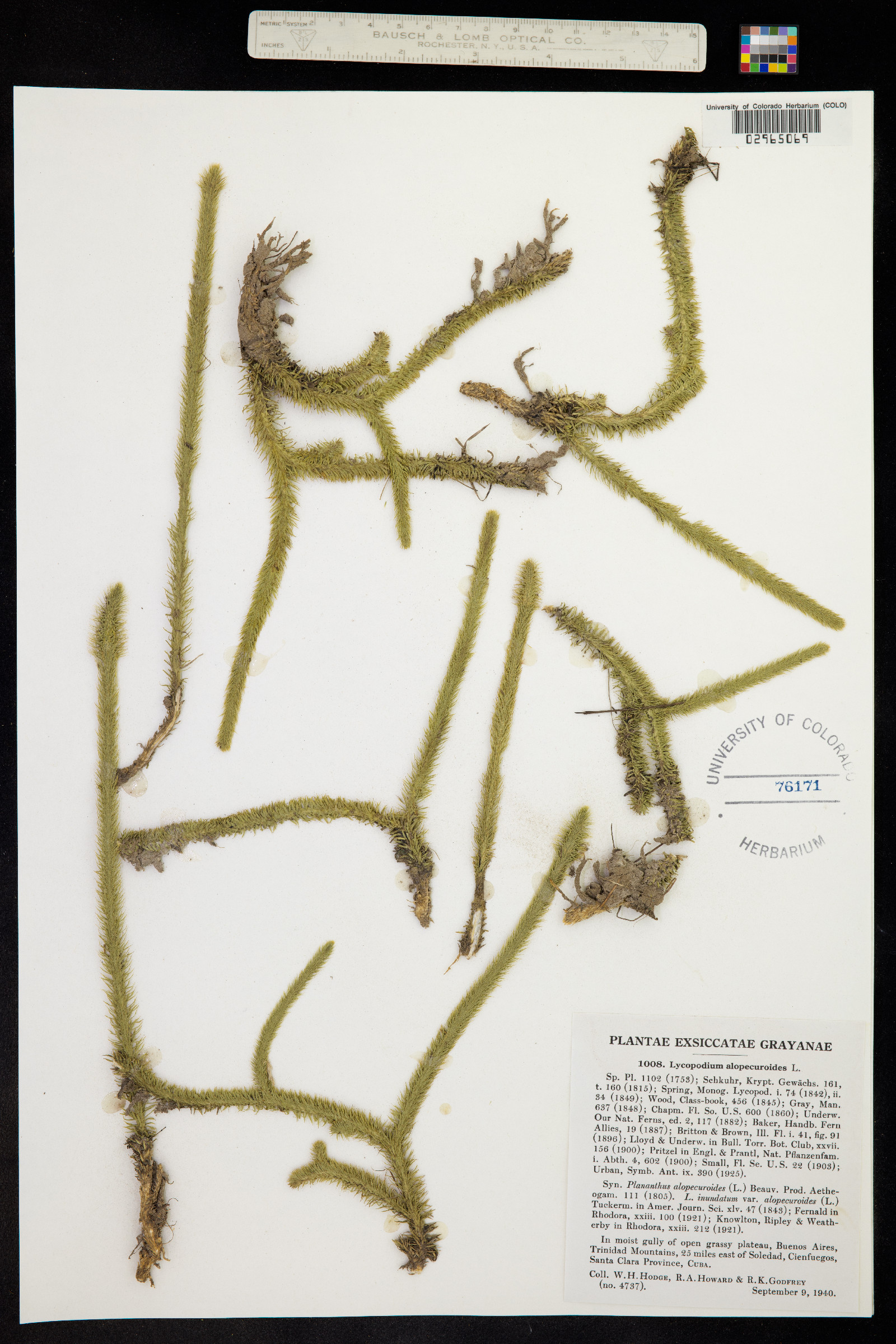 Lycopodiella alopecuroides image