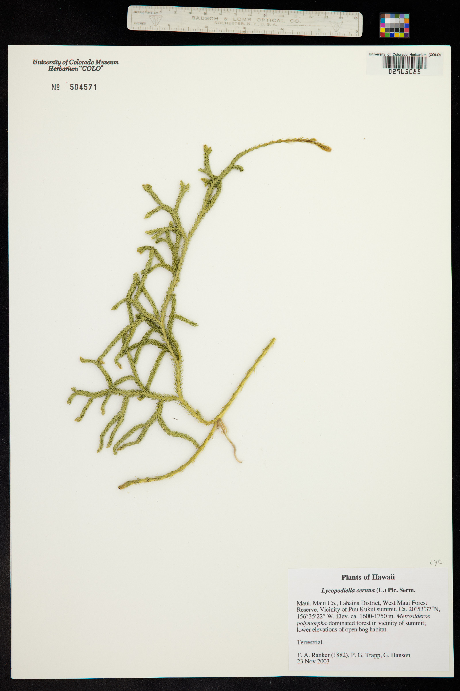 Lycopodiella cernua image