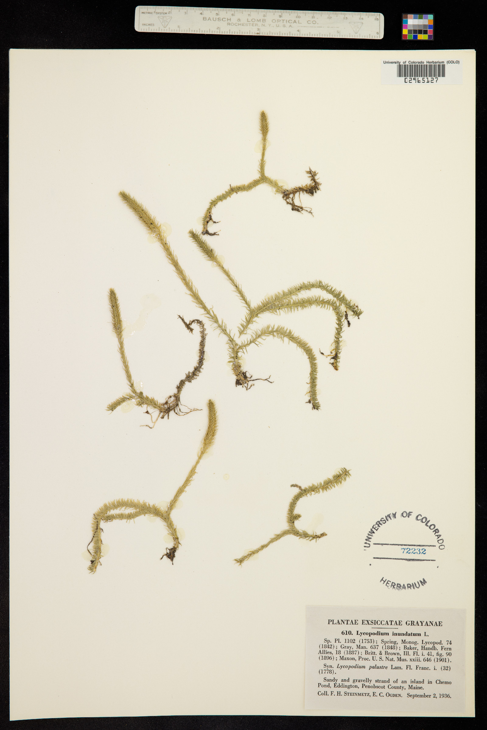 Lycopodiella inundata image