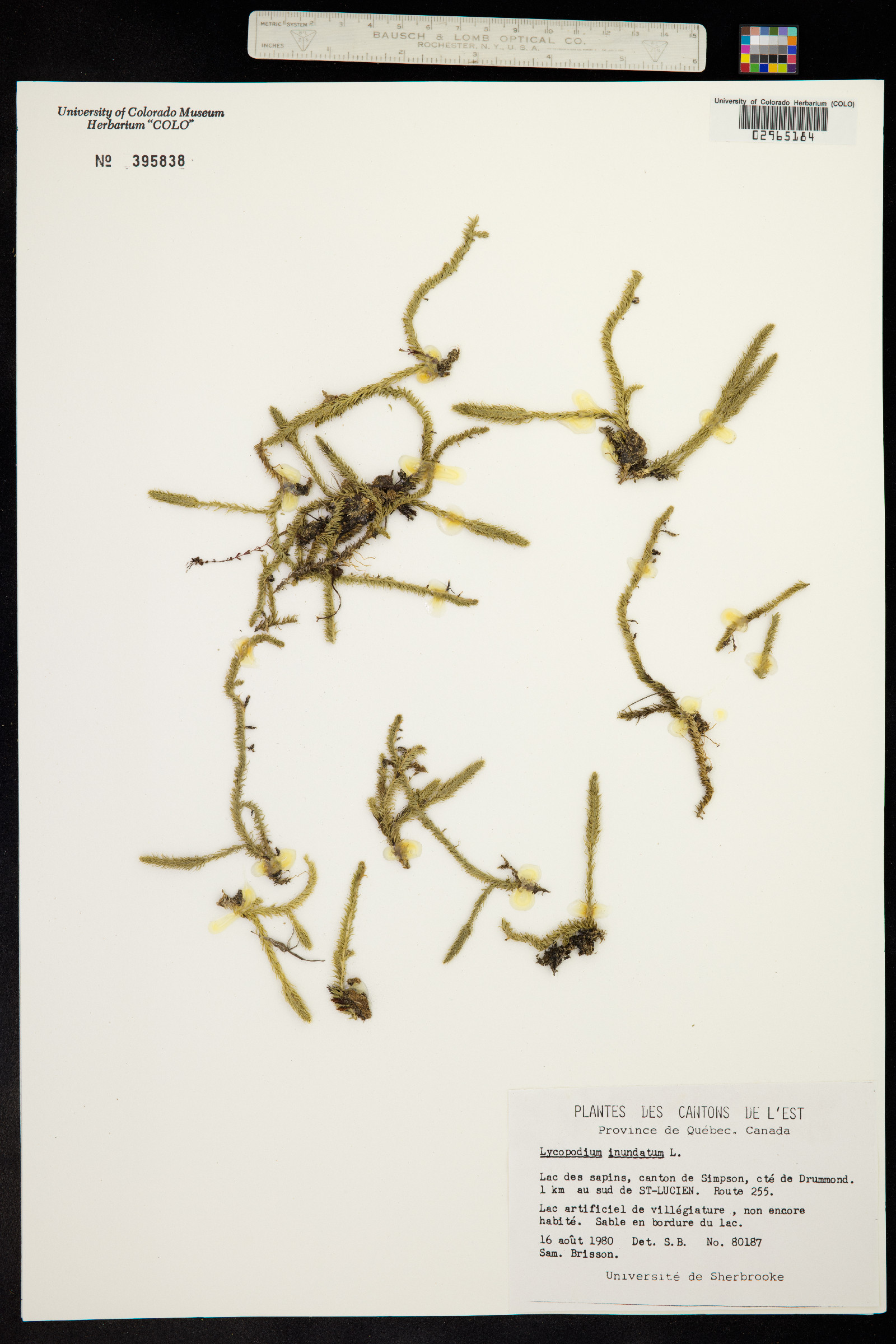 Lycopodiella inundata image