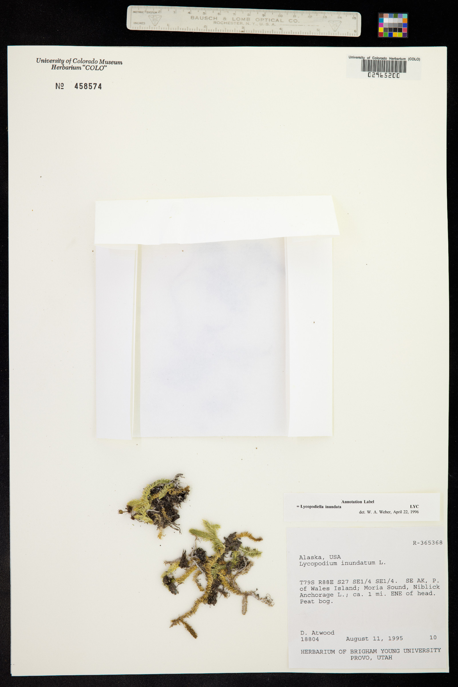 Lycopodiella inundata image