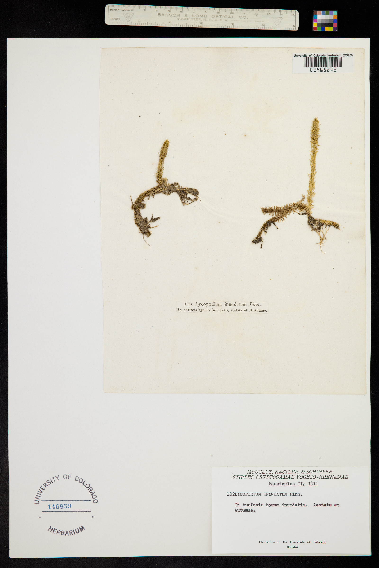 Lycopodiella image