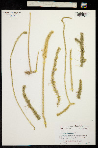 Image of Lycopodiella prostrata