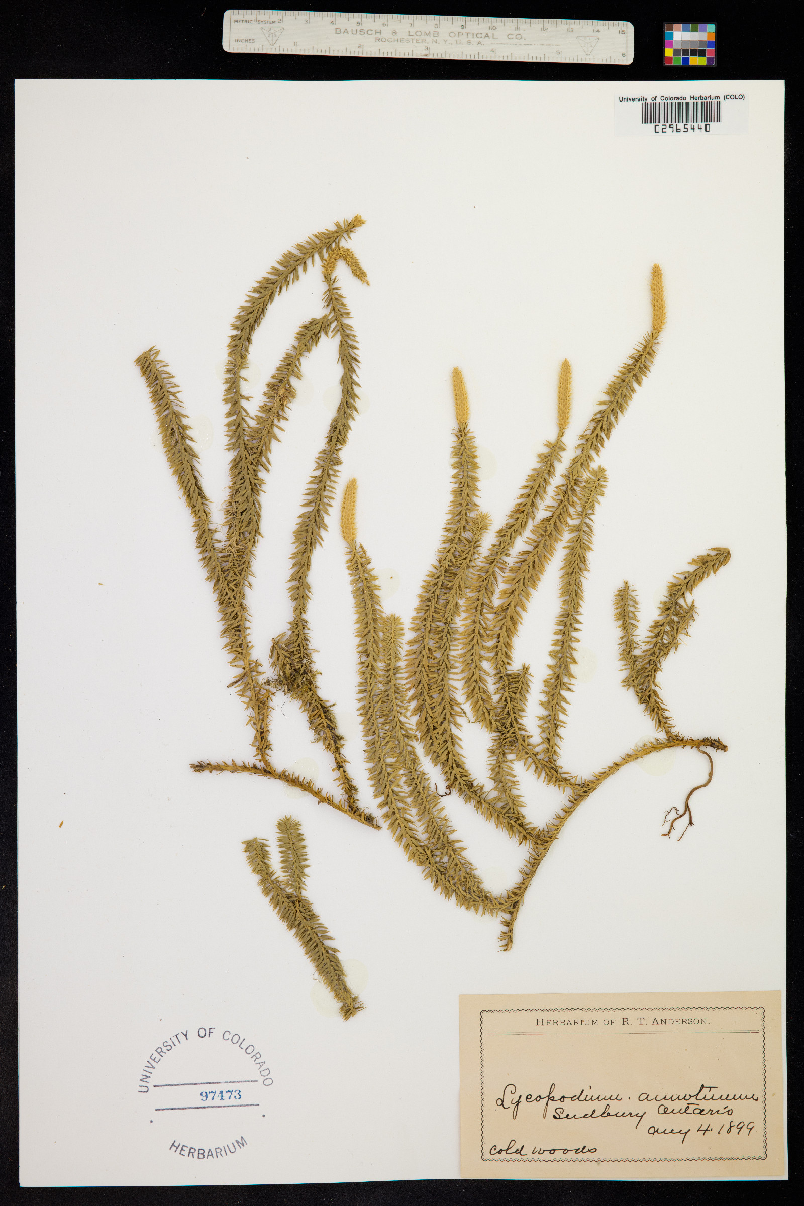 Lycopodium annotinum image