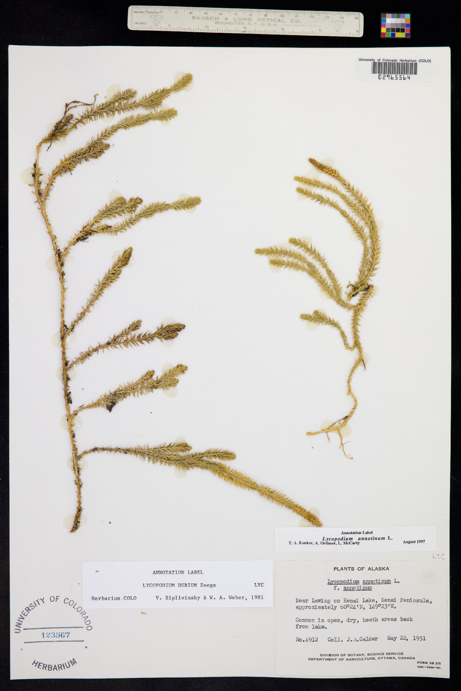 Lycopodium annotinum image