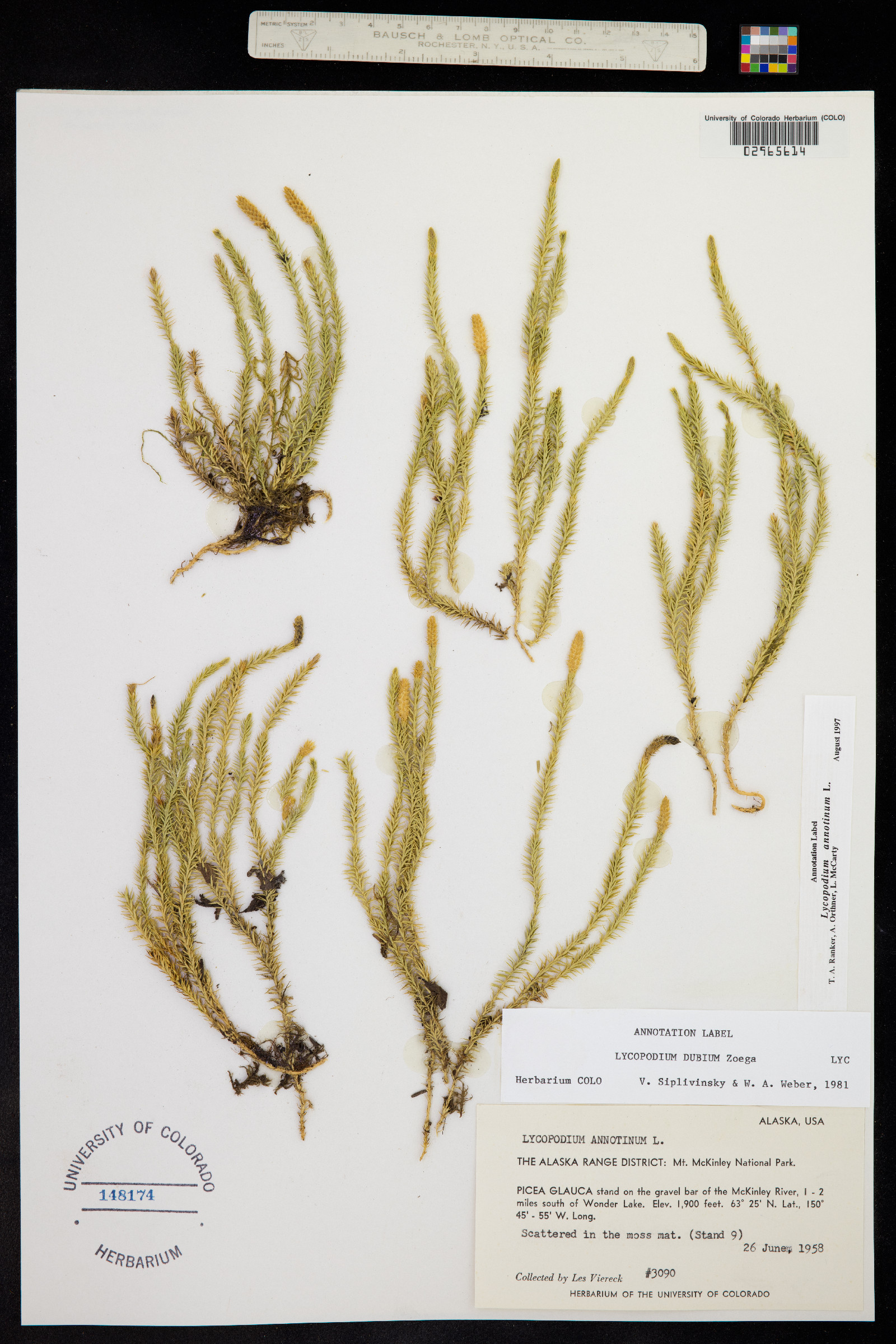Lycopodium image
