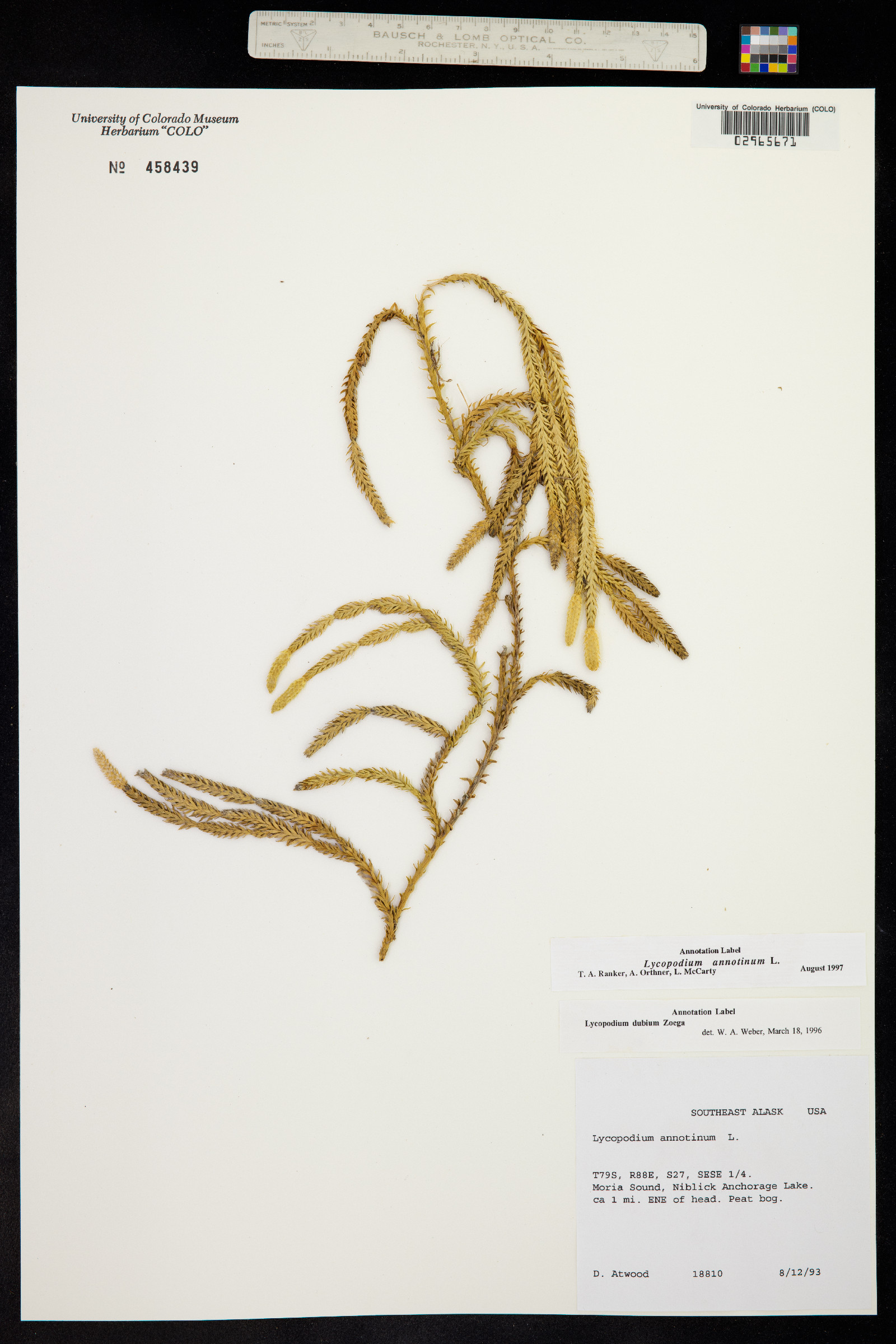 Lycopodiaceae image
